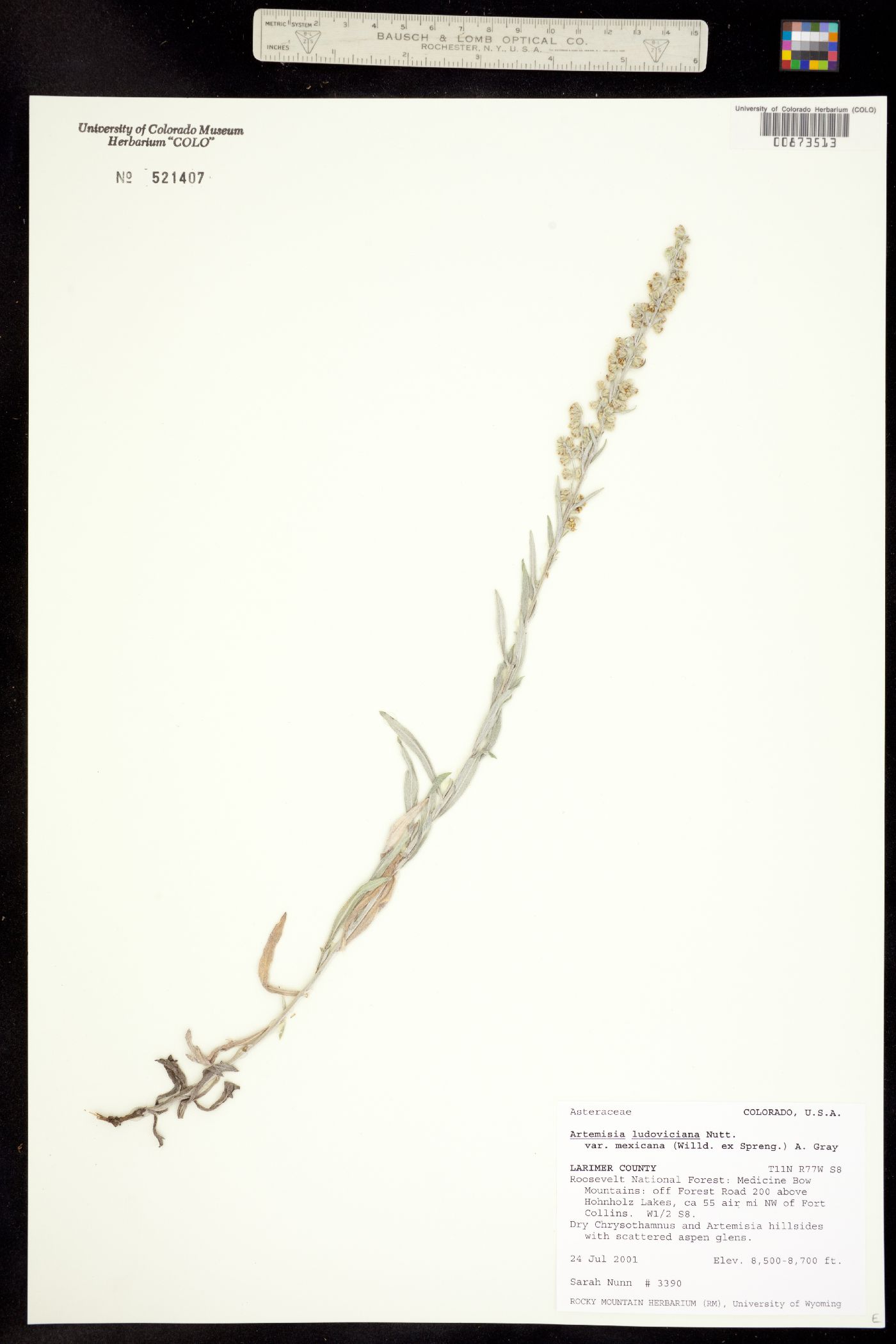 Artemisia ludoviciana ssp. mexicana image
