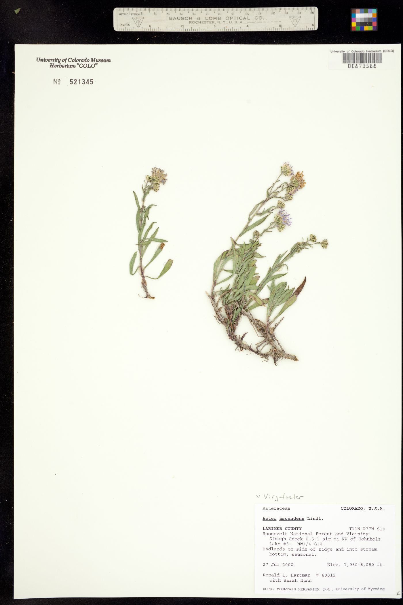 Symphyotrichum ascendens image