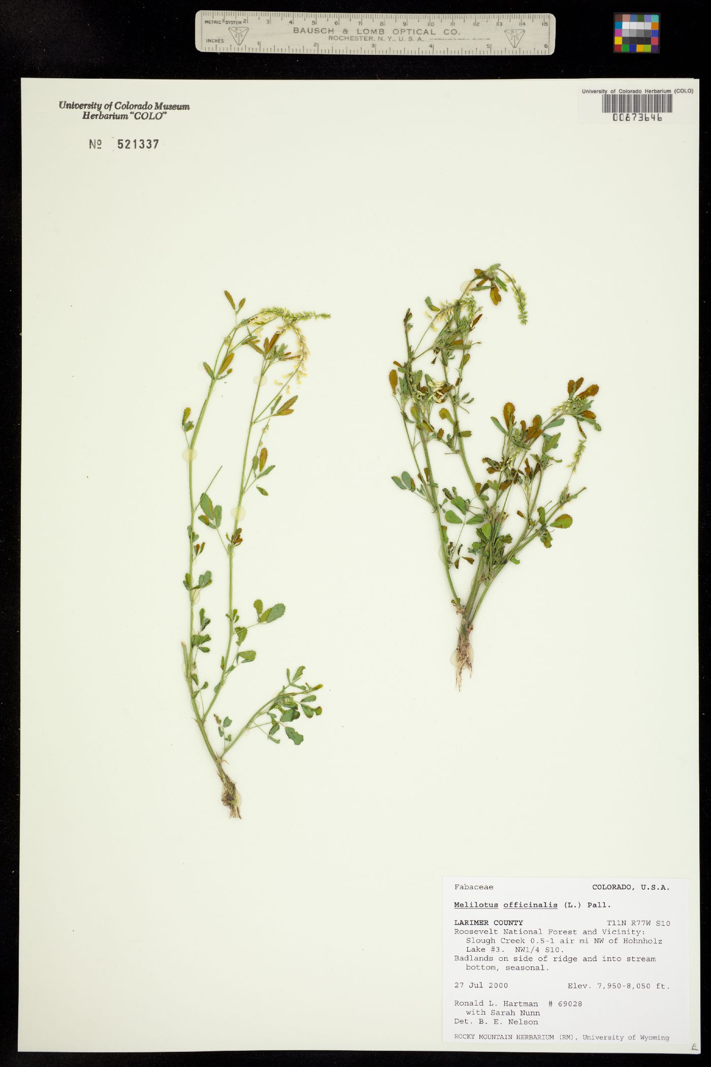 Melilotus officinale image