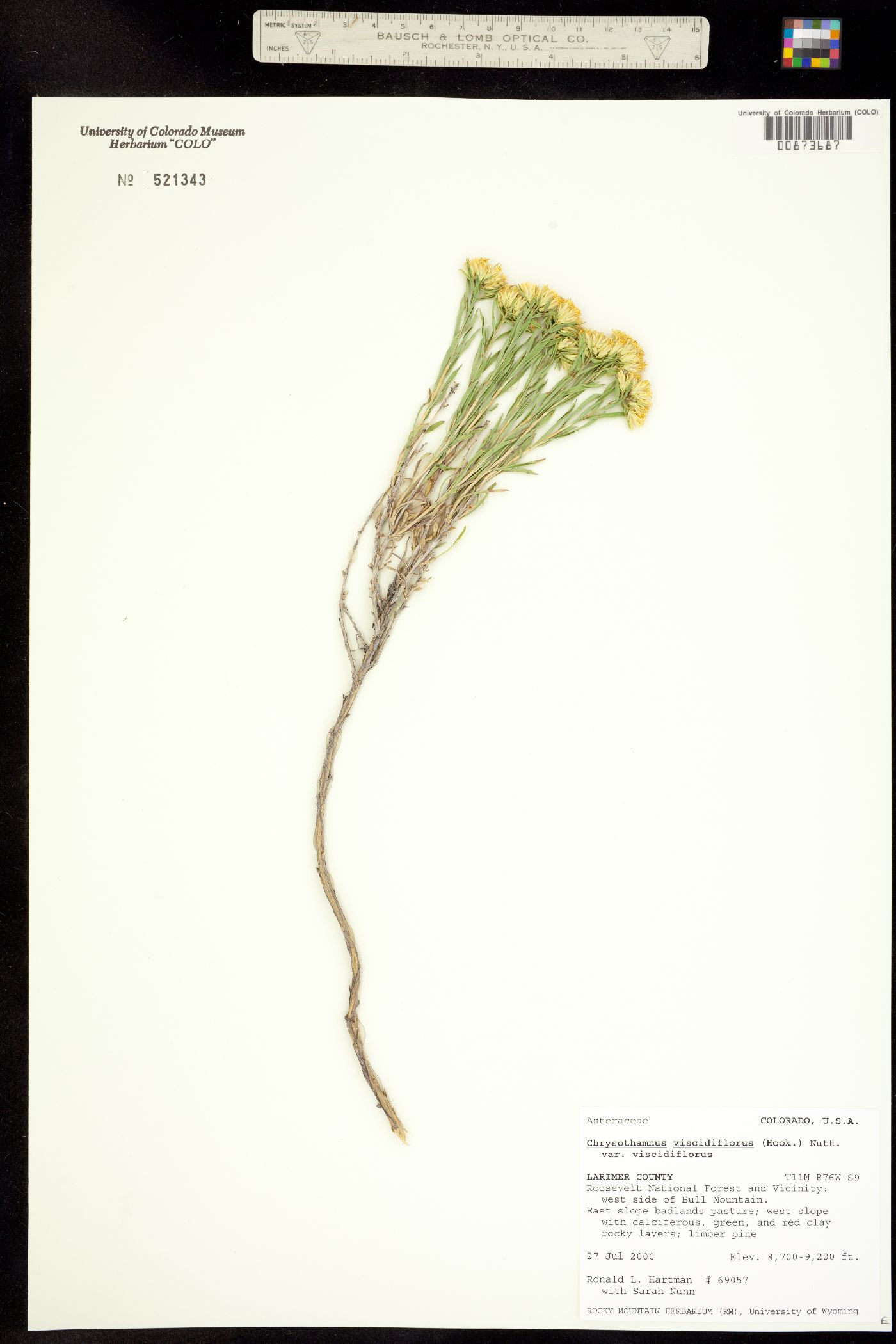 Chrysothamnus viscidiflorus ssp. viscidiflorus image