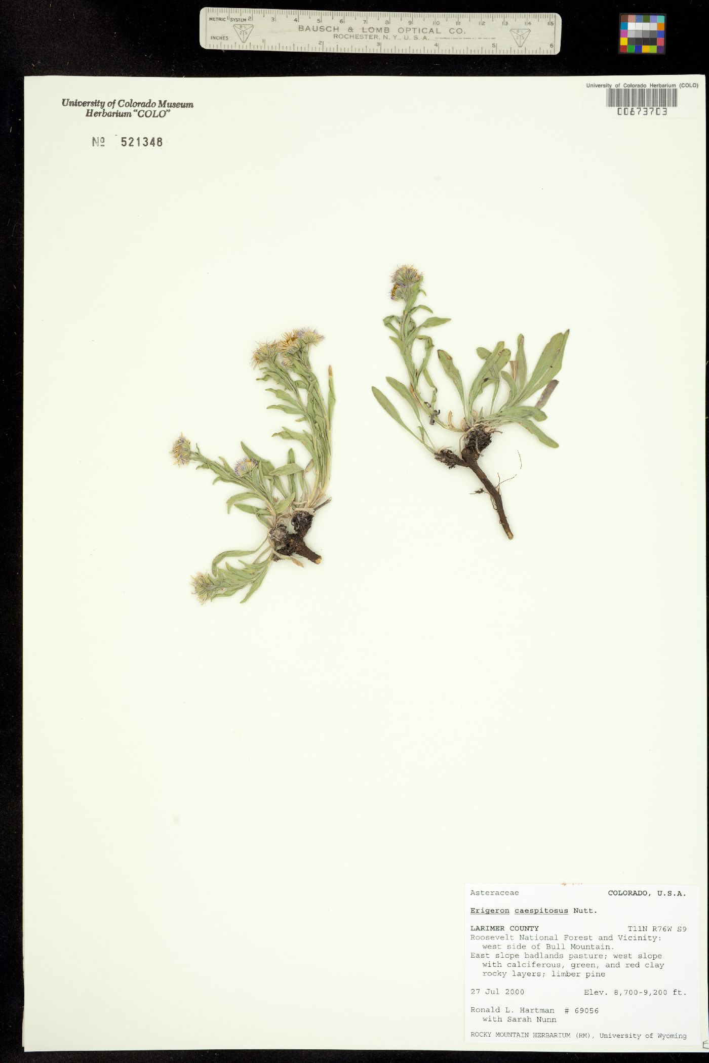 Erigeron caespitosus image