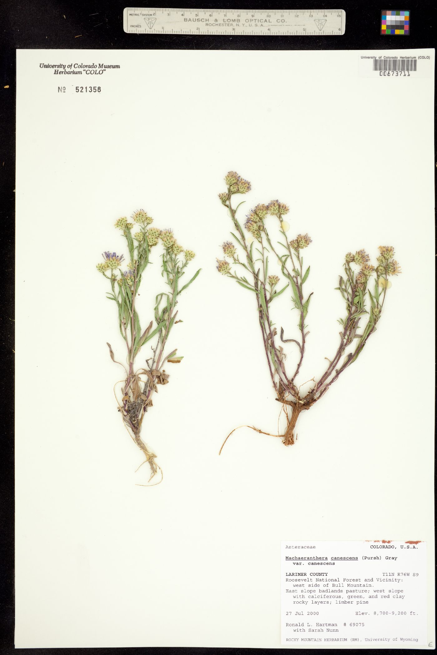 Machaeranthera canescens var. canescens image