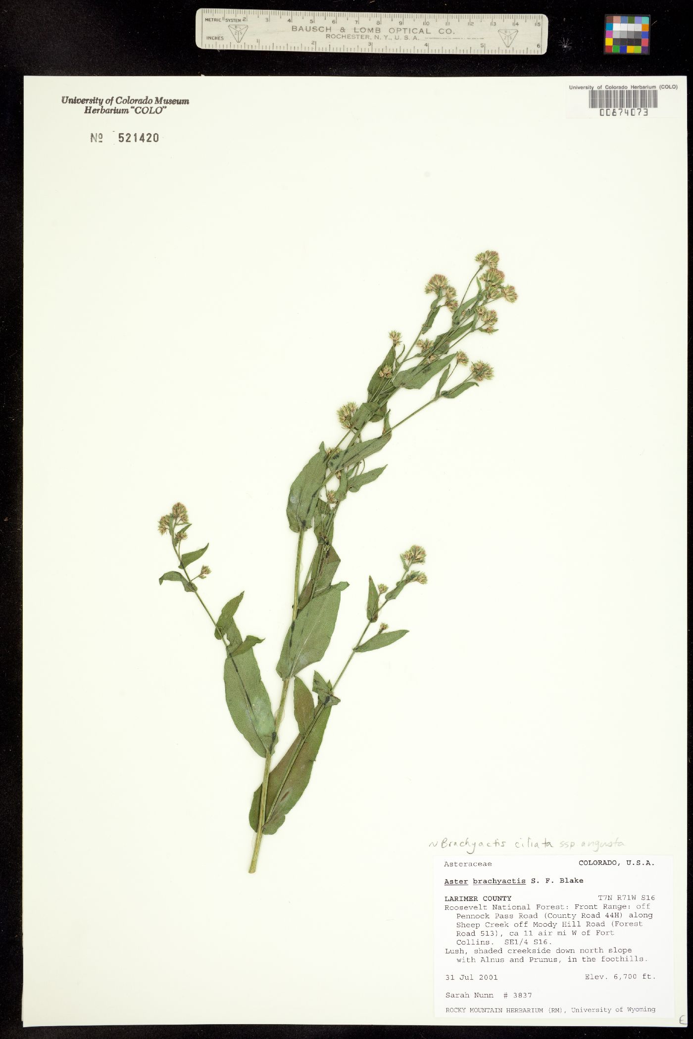 Brachyactis ciliata ssp. angusta image