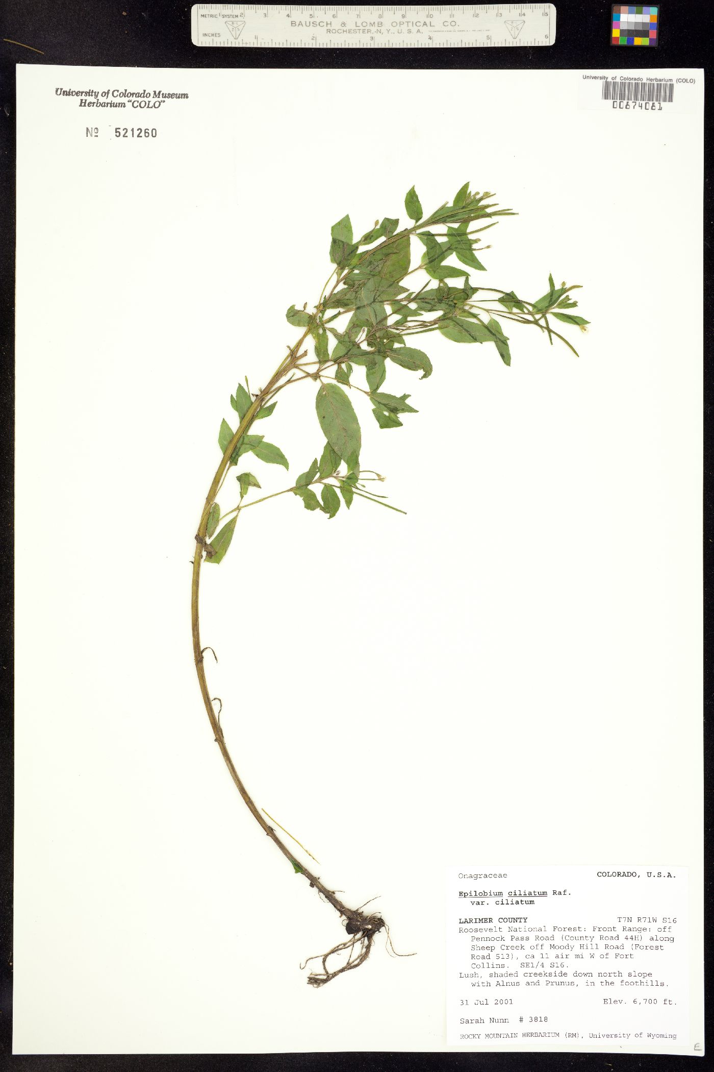 Epilobium ciliatum image