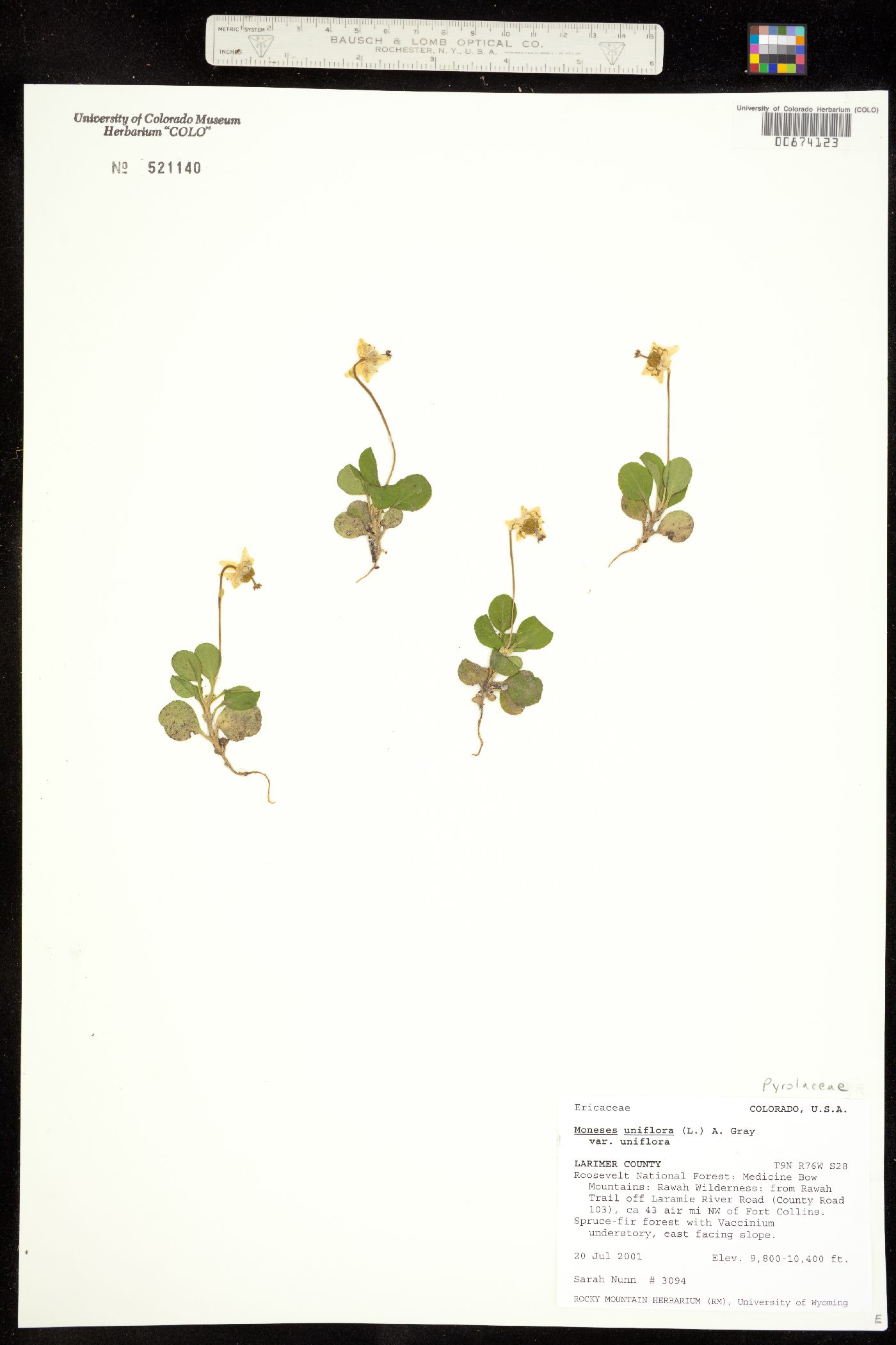 Moneses uniflora image
