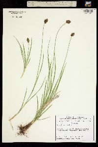 Carex microptera image