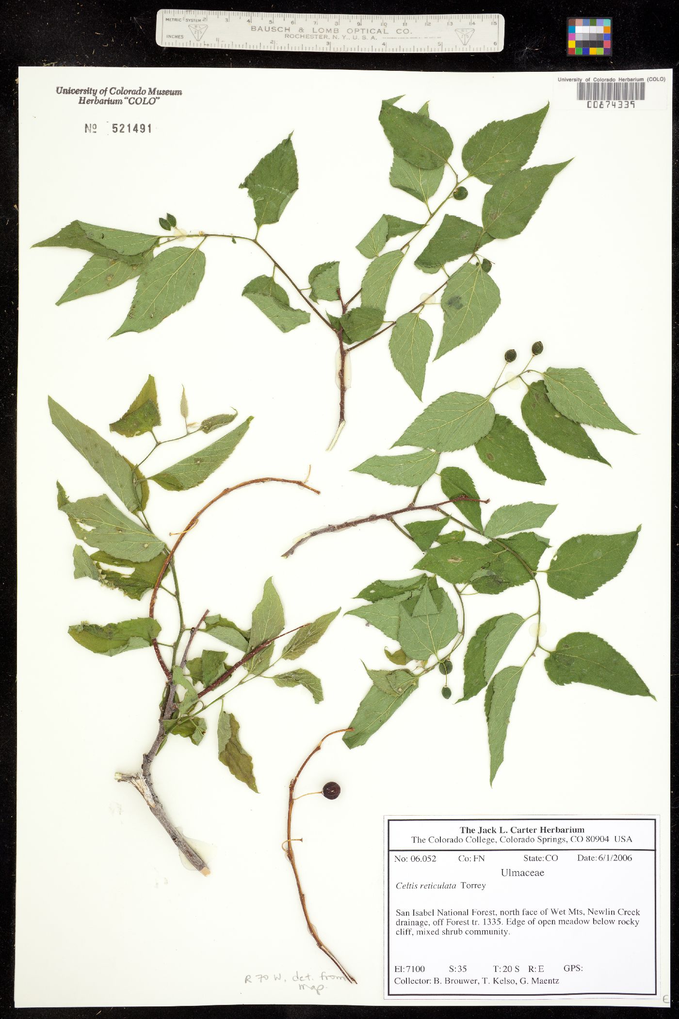 Celtis reticulata image