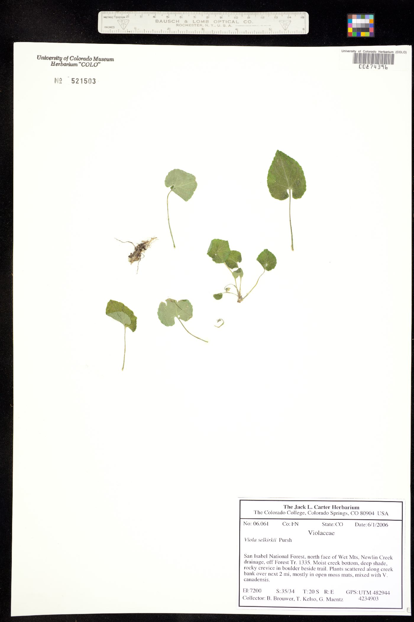 Viola selkirkii image