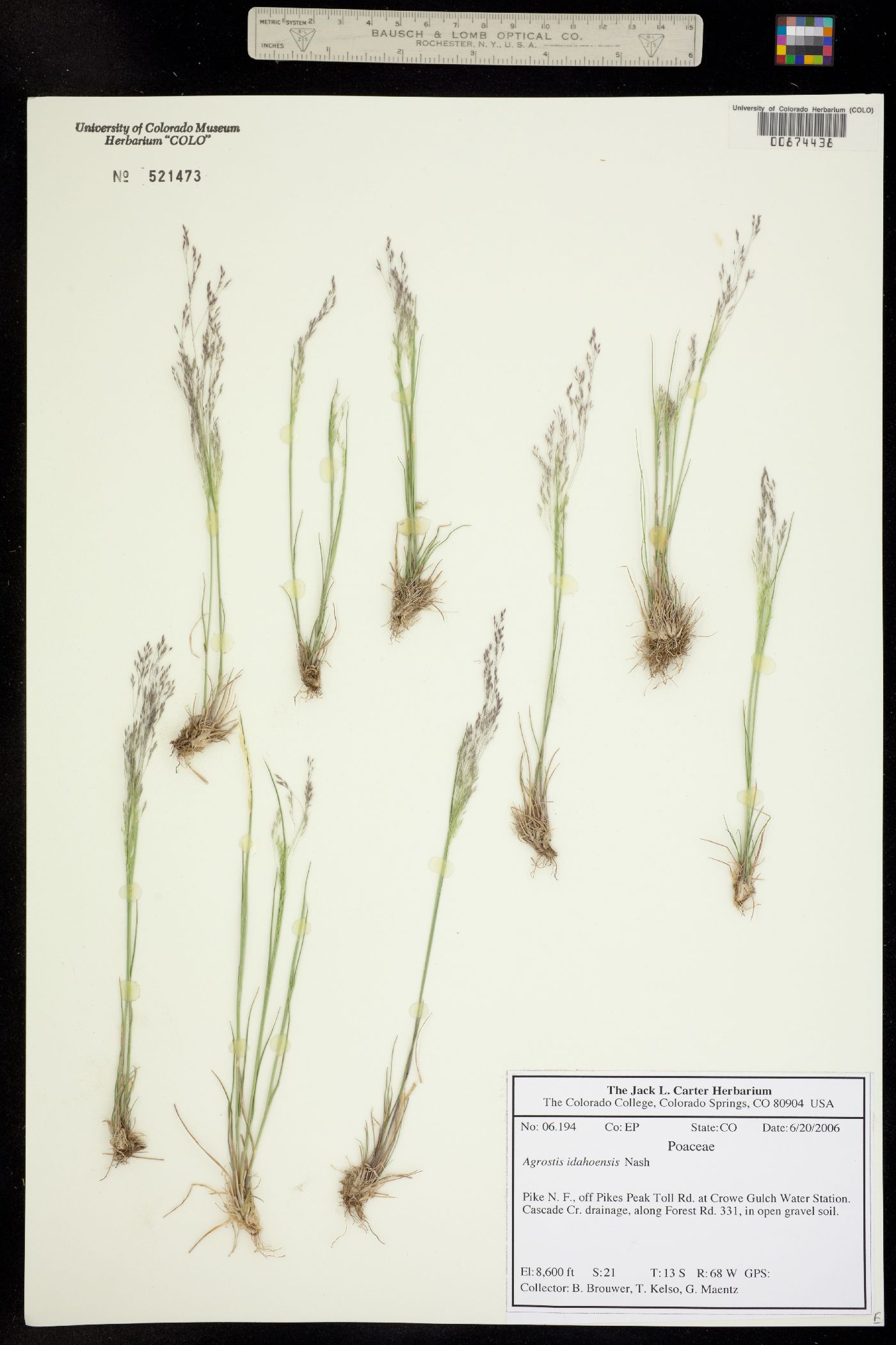 Agrostis idahoensis image