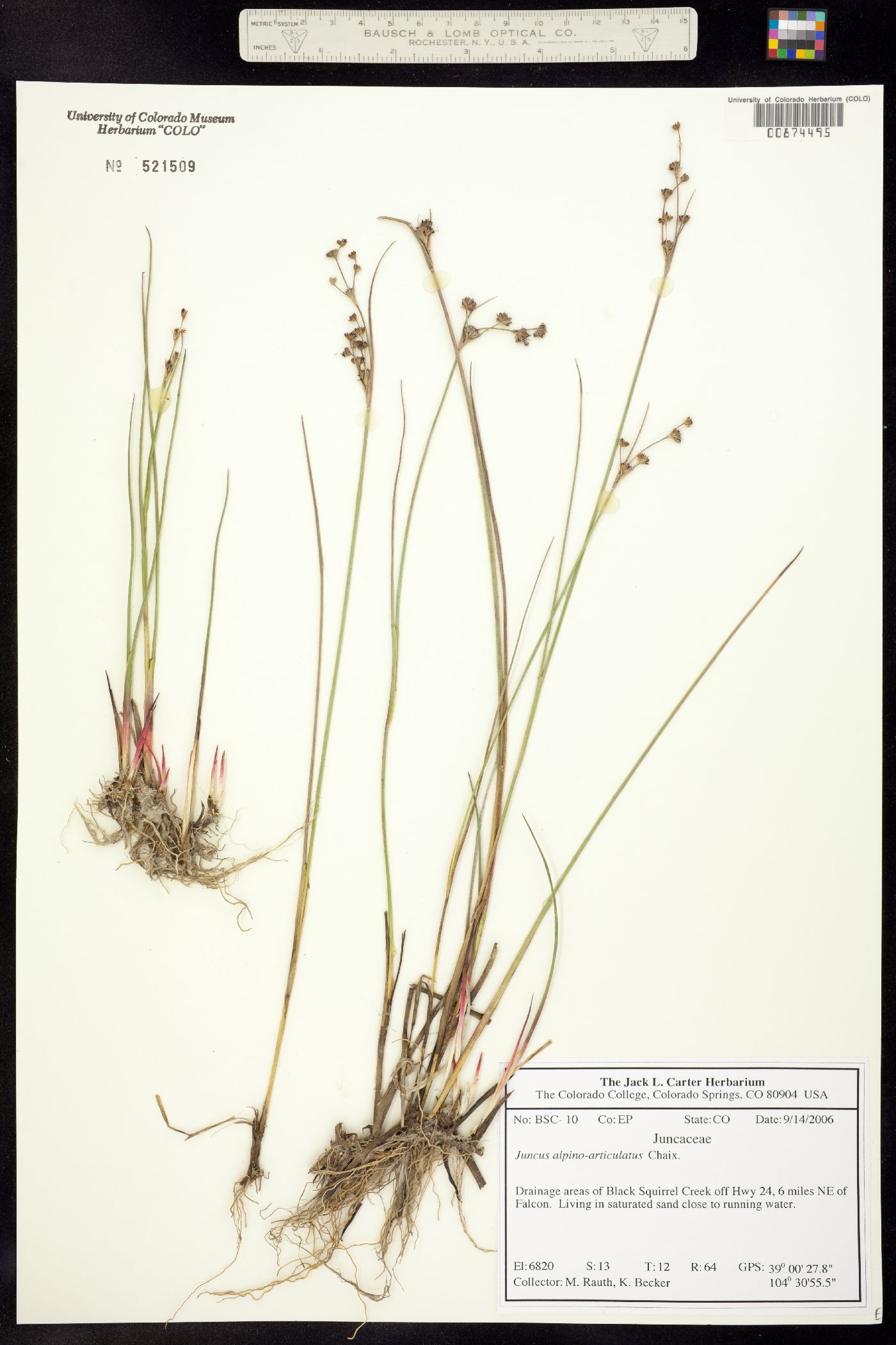 Juncus alpino-articulatus image