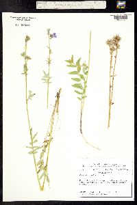 Polemonium caeruleum ssp. amygdalinum image
