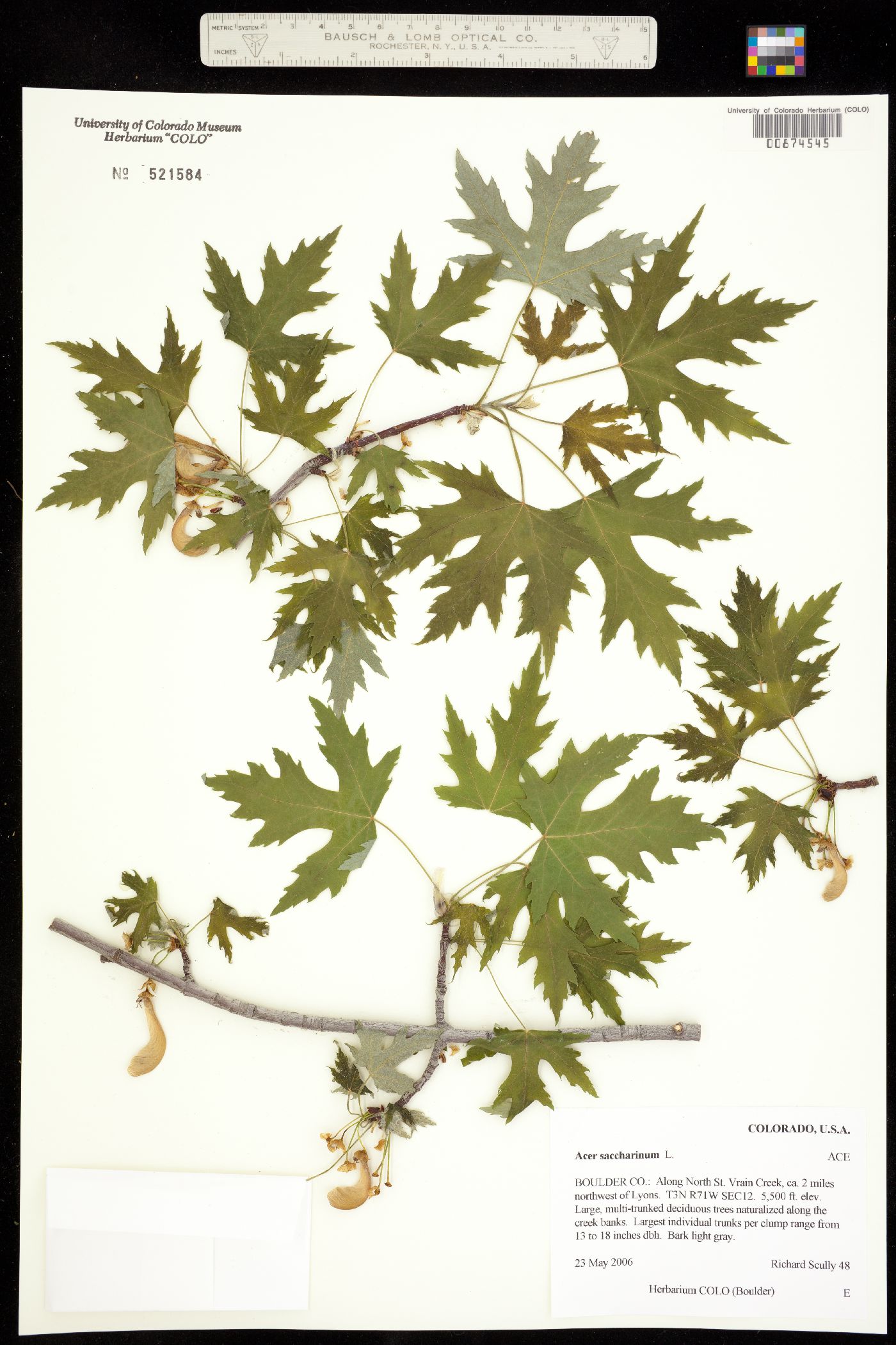 Acer saccharinum image