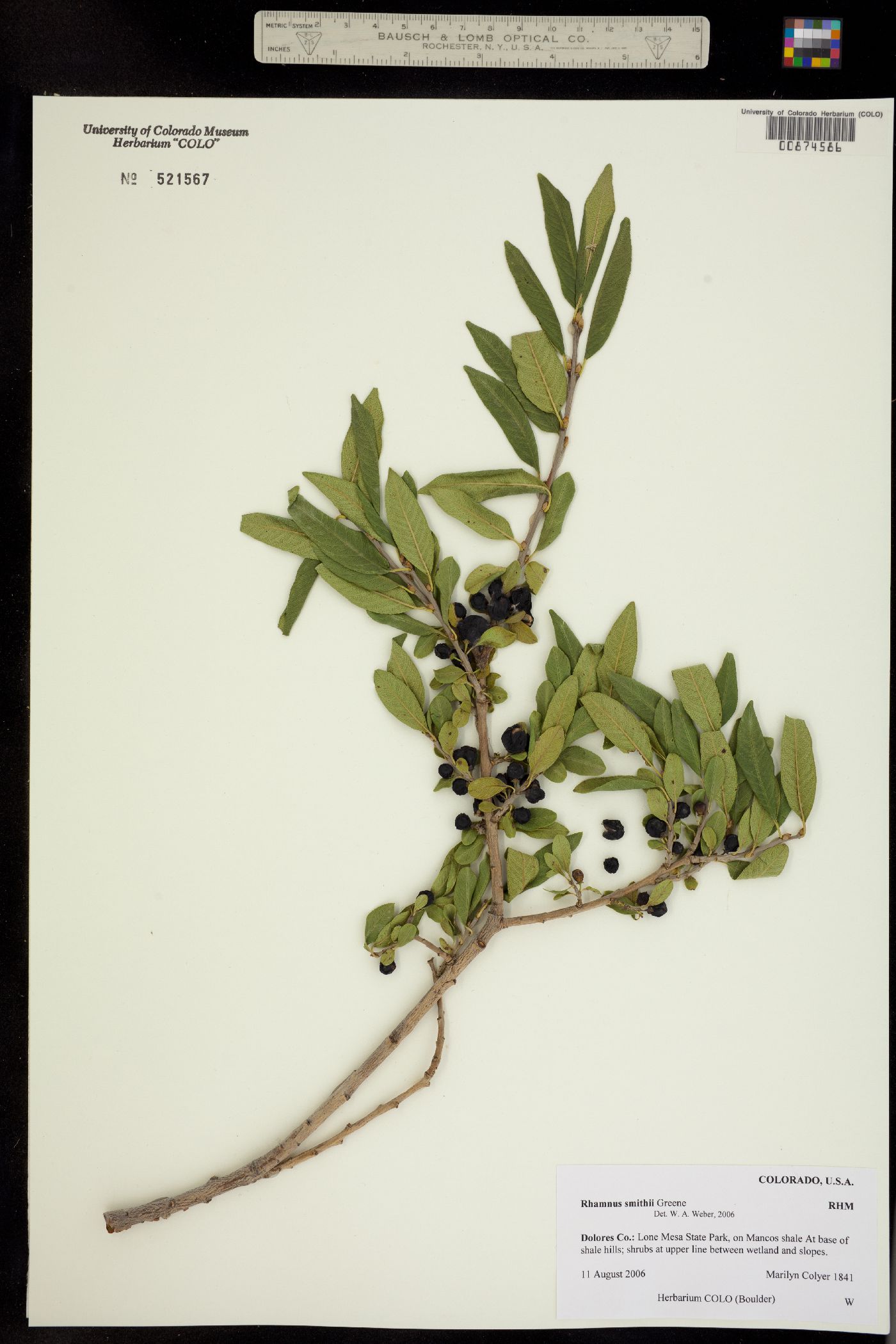 Rhamnus smithii image