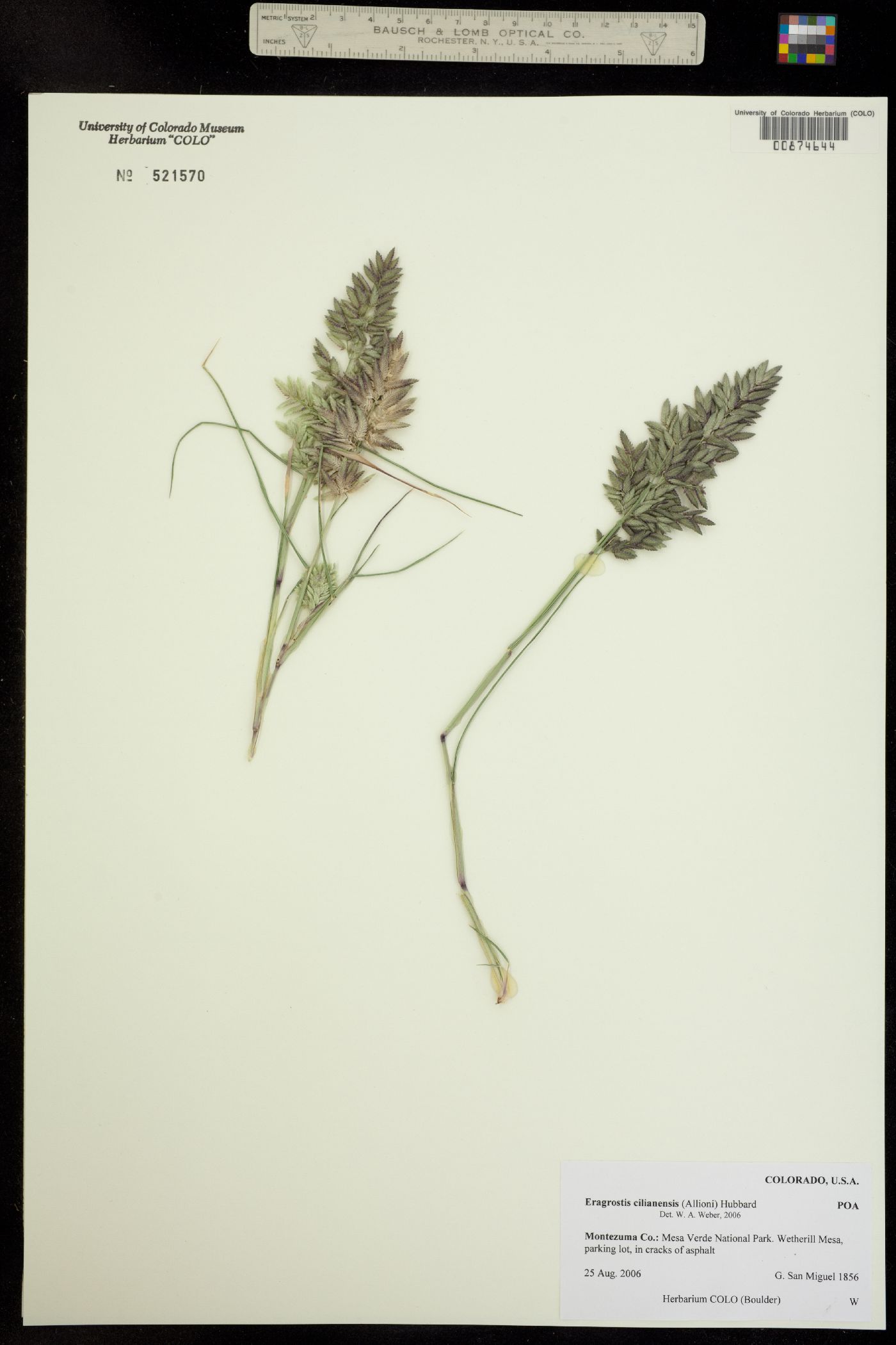 Eragrostis cilianensis image