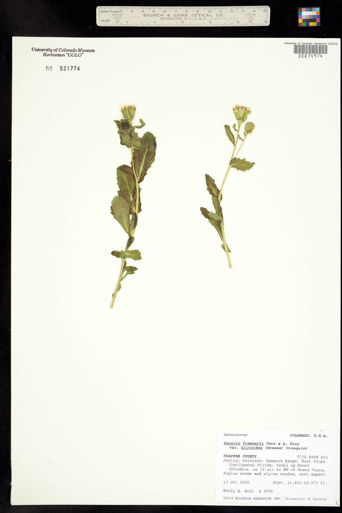 Senecio fremontii image