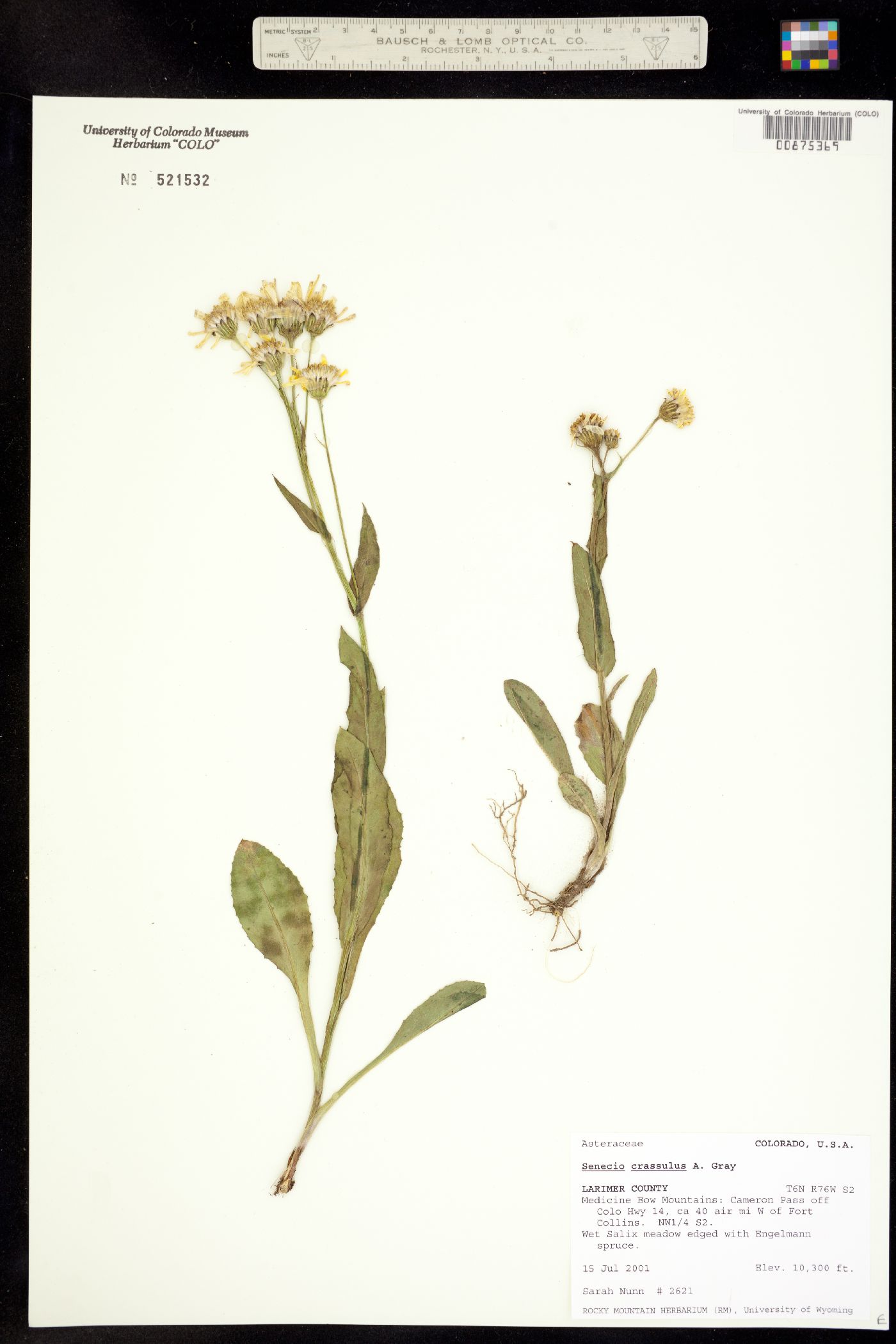 Senecio crassulus image
