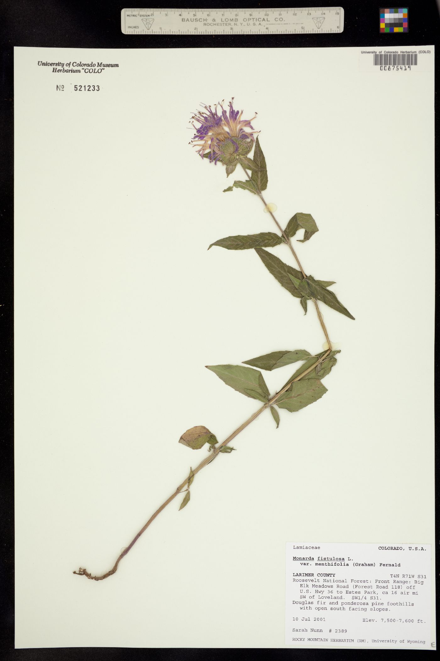 Monarda fistulosa var. menthifolia image