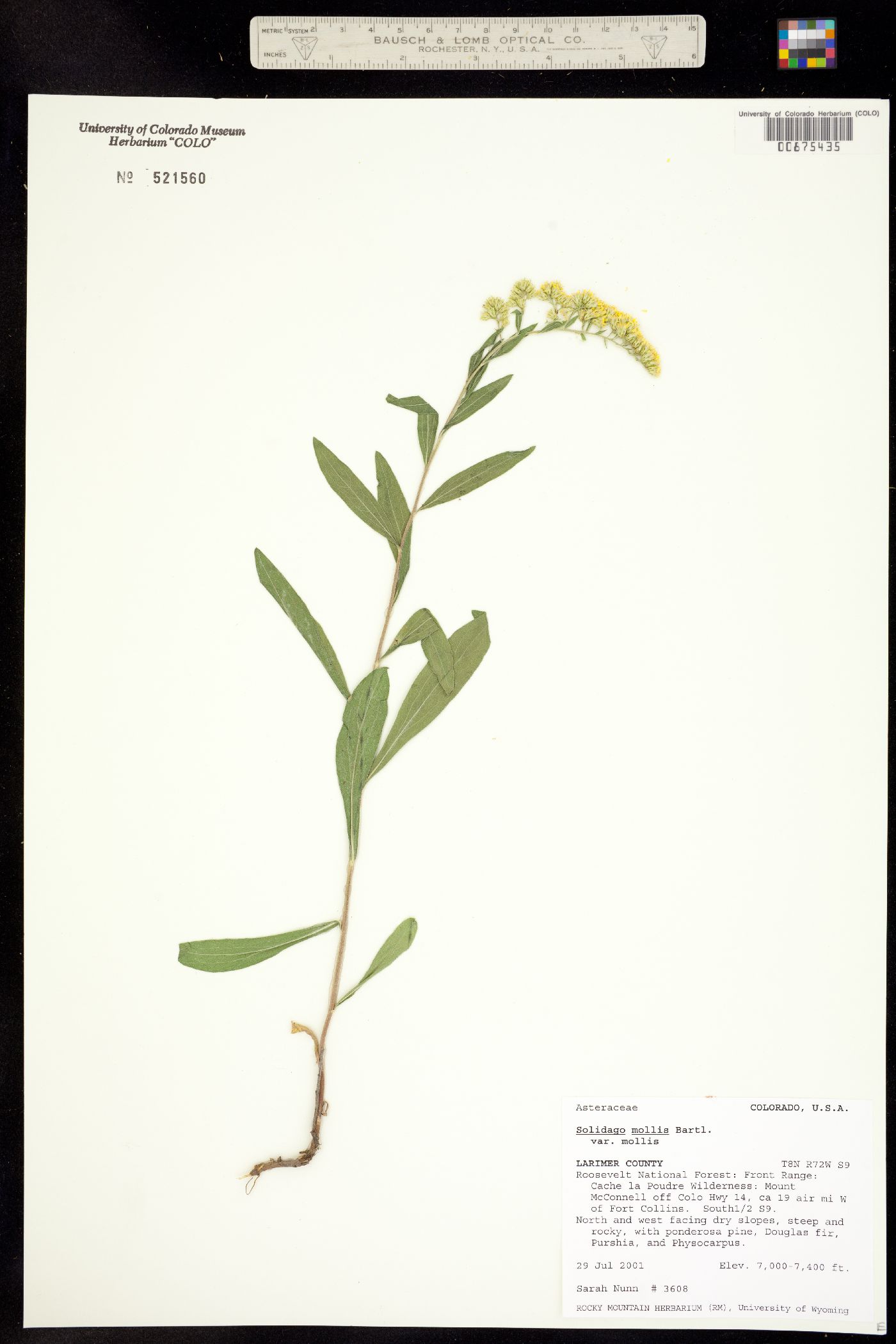 Solidago mollis image