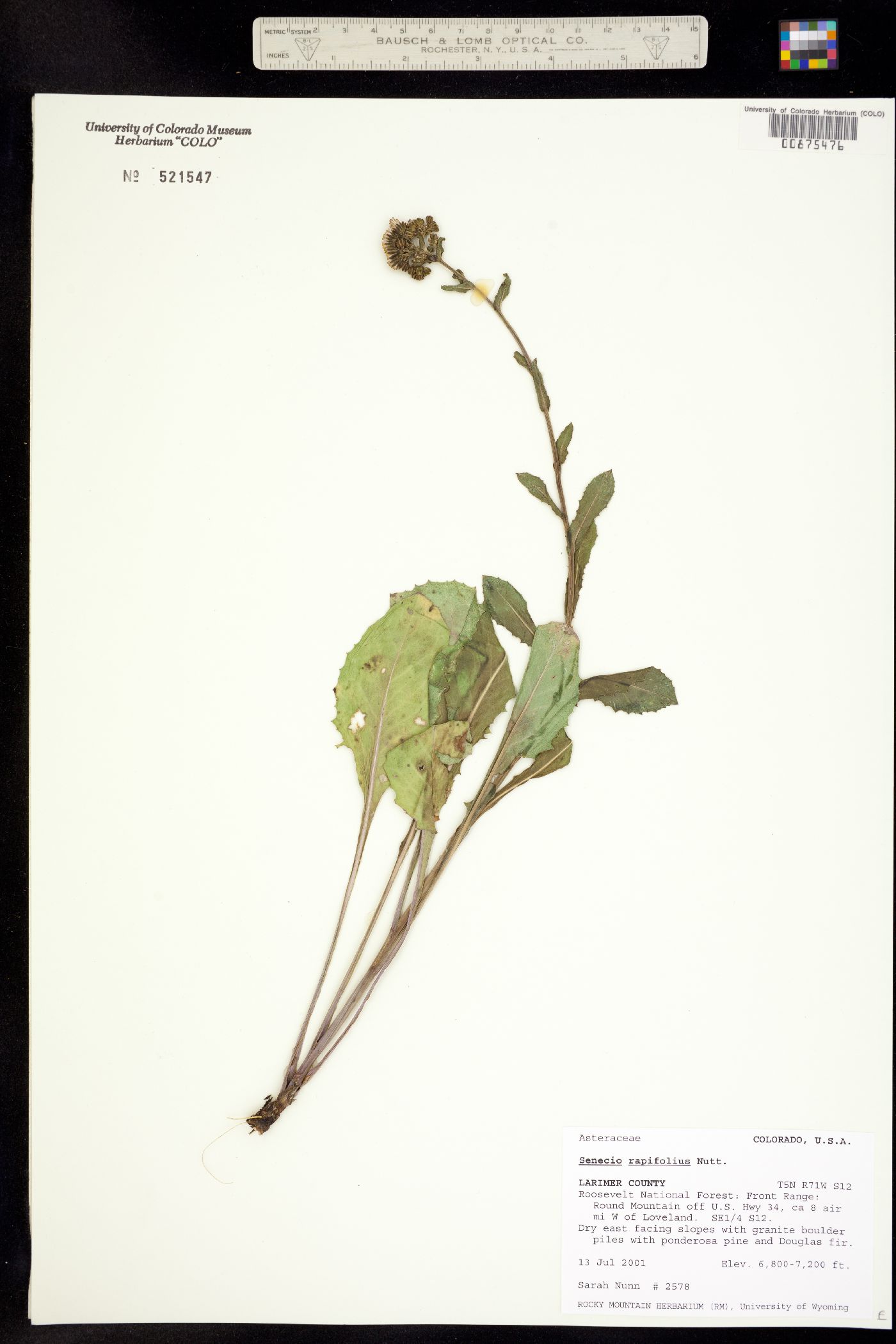 Senecio rapifolius image