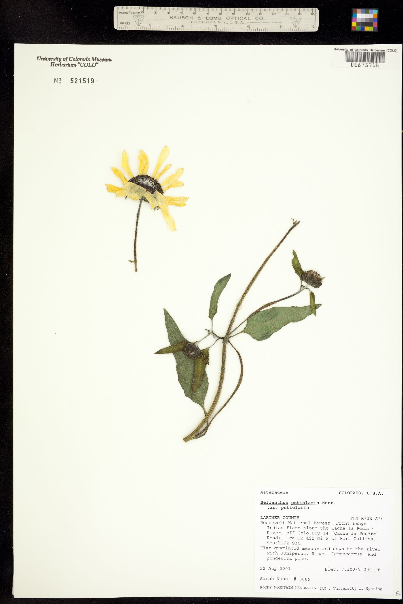 Helianthus petiolaris image