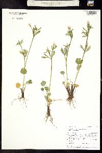 Ranunculus inamoenus image