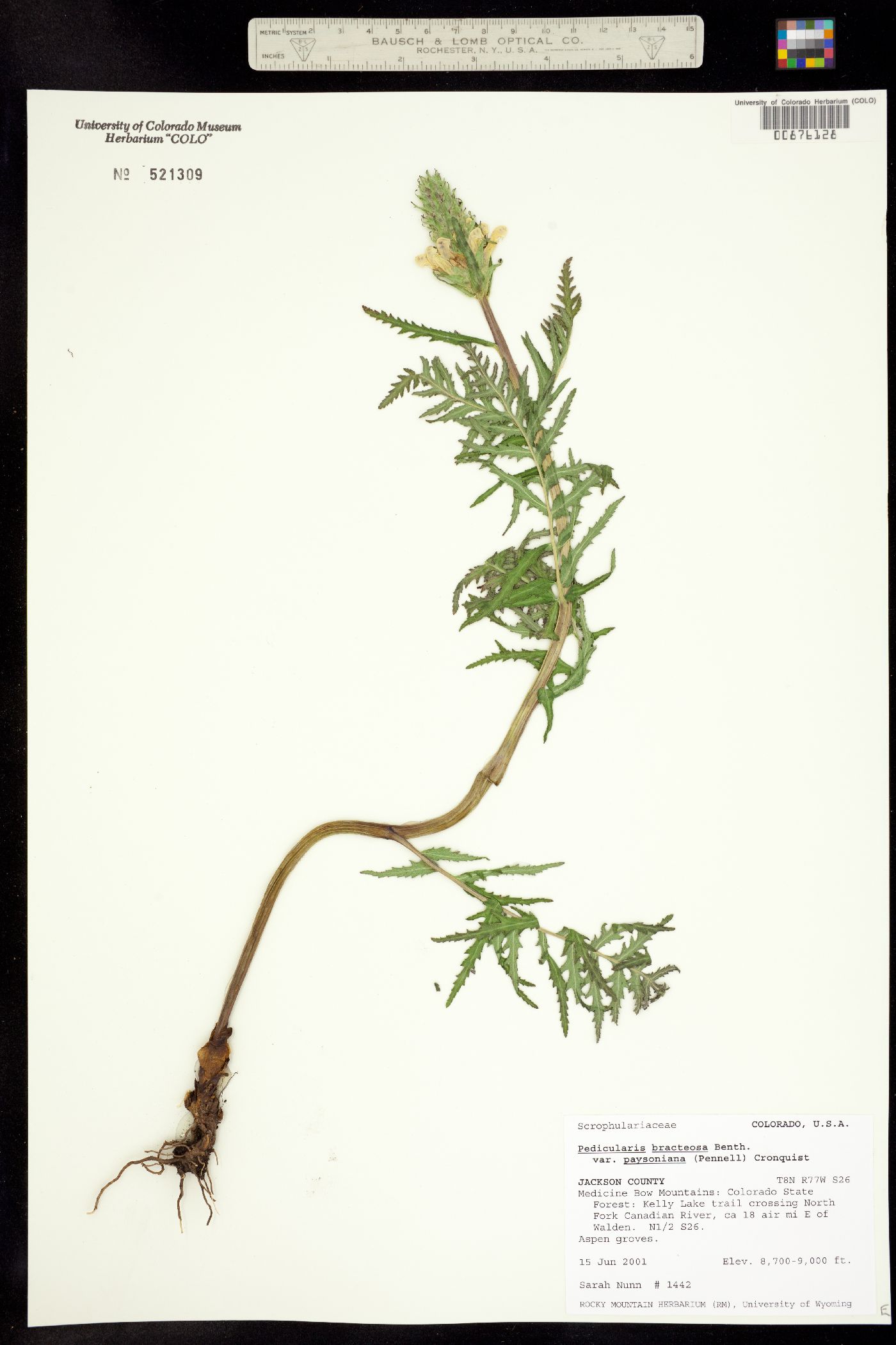 Pedicularis bracteosa var. paysoniana image