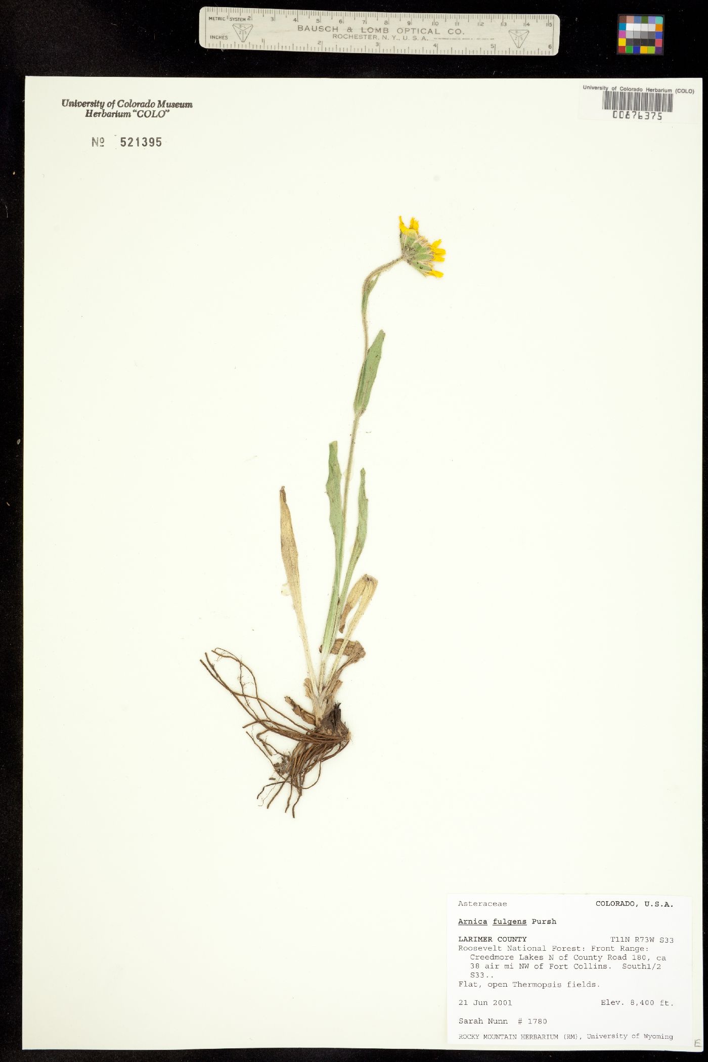 Arnica fulgens image