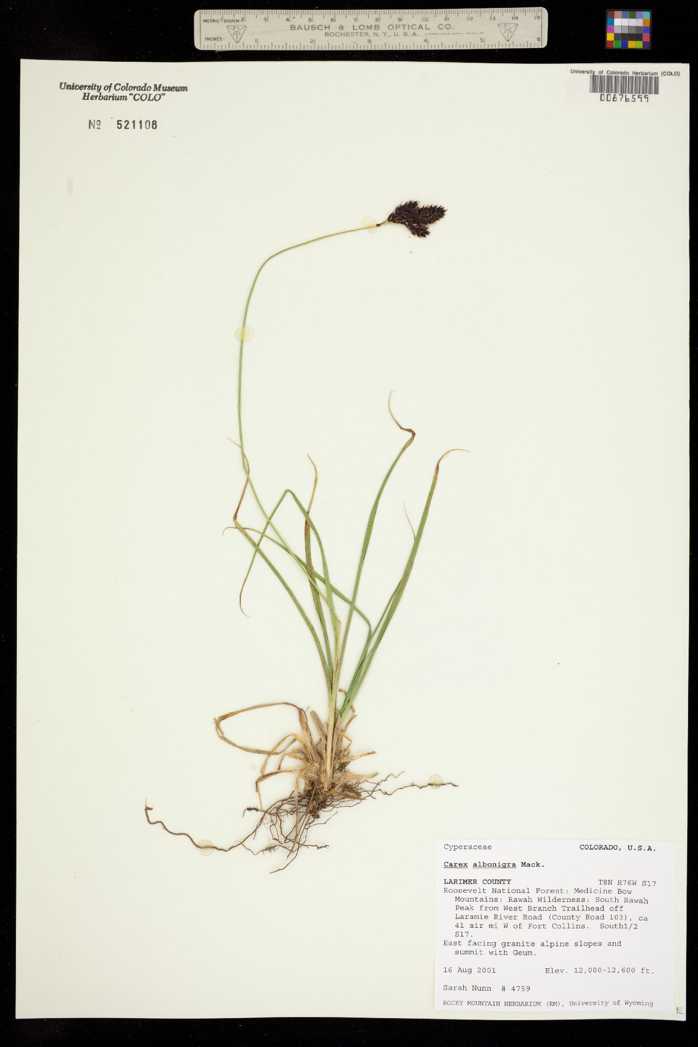Carex albo-nigra image