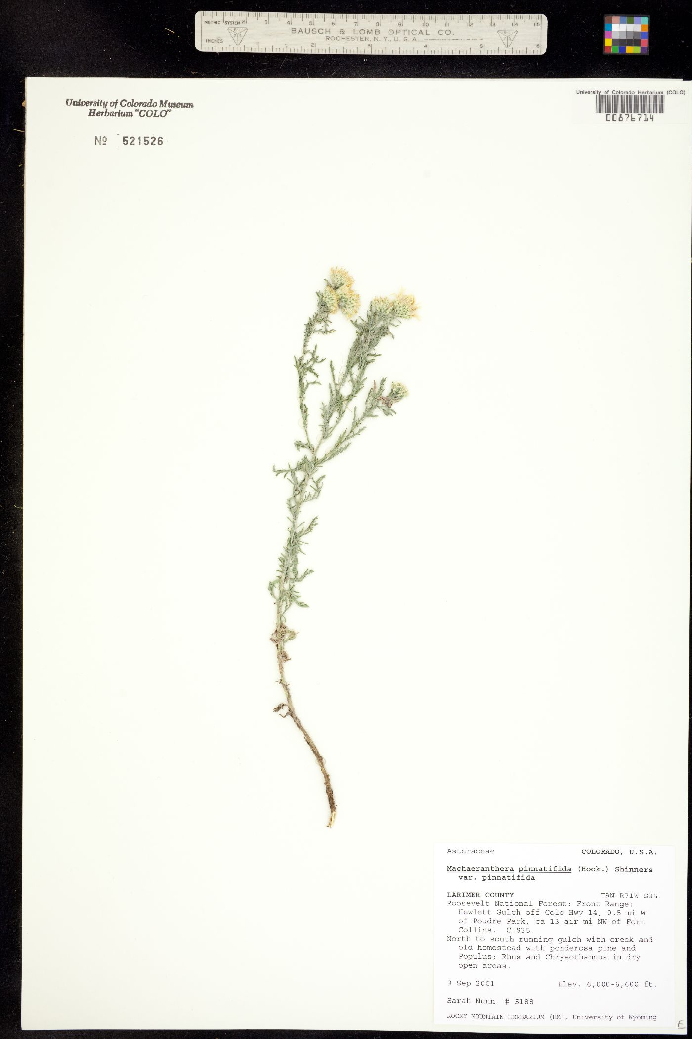 Machaeranthera pinnatifida image