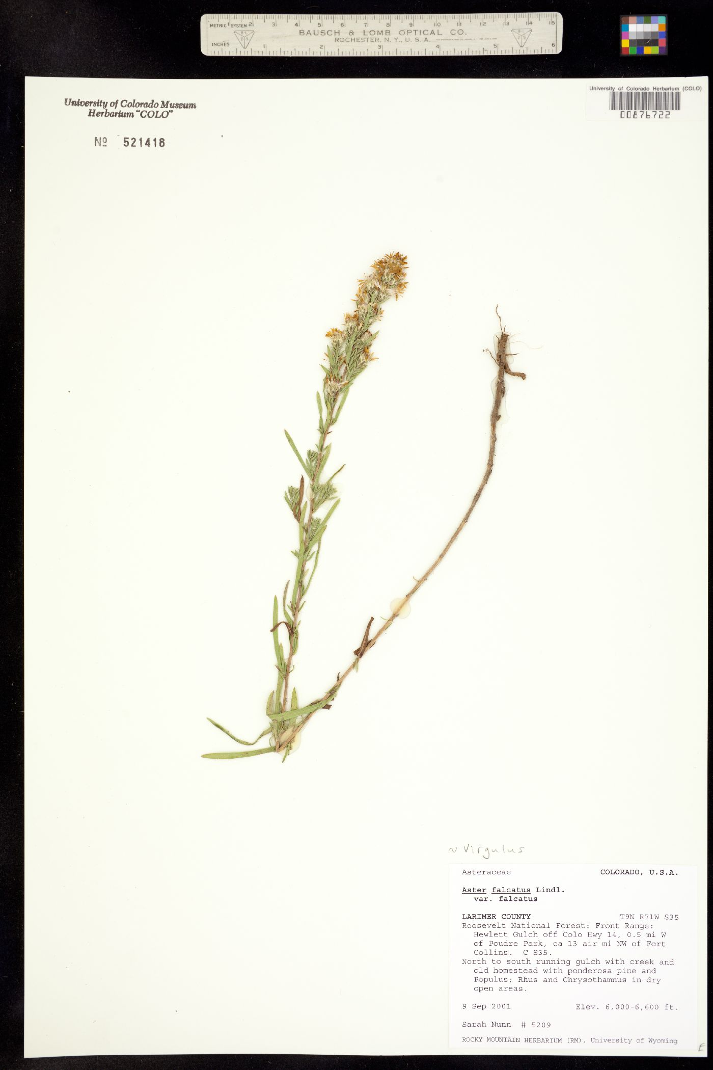 Virgulus falcatus image