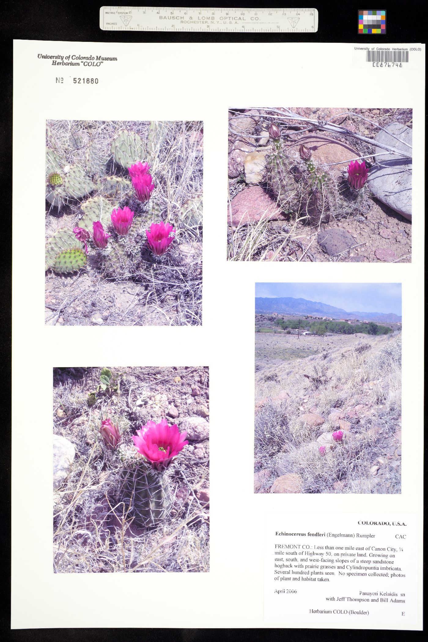 Echinocereus fendleri image