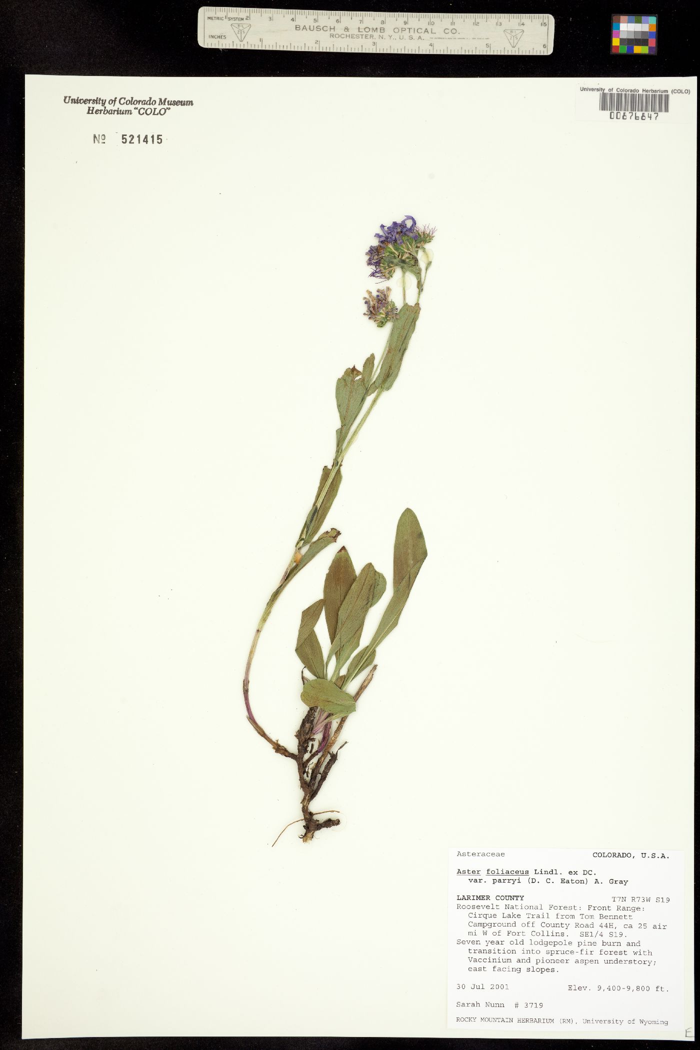 Symphyotrichum foliaceum var. foliaceum image