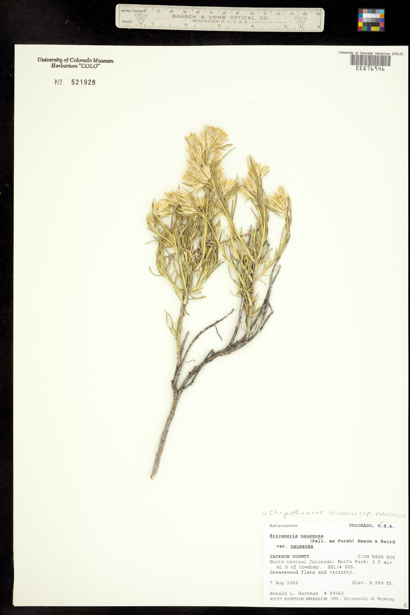 Chrysothamnus nauseosus ssp. nauseosus image