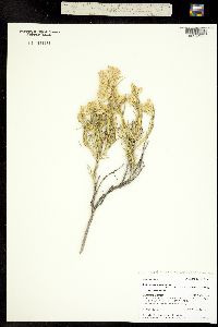 Chrysothamnus nauseosus ssp. nauseosus image