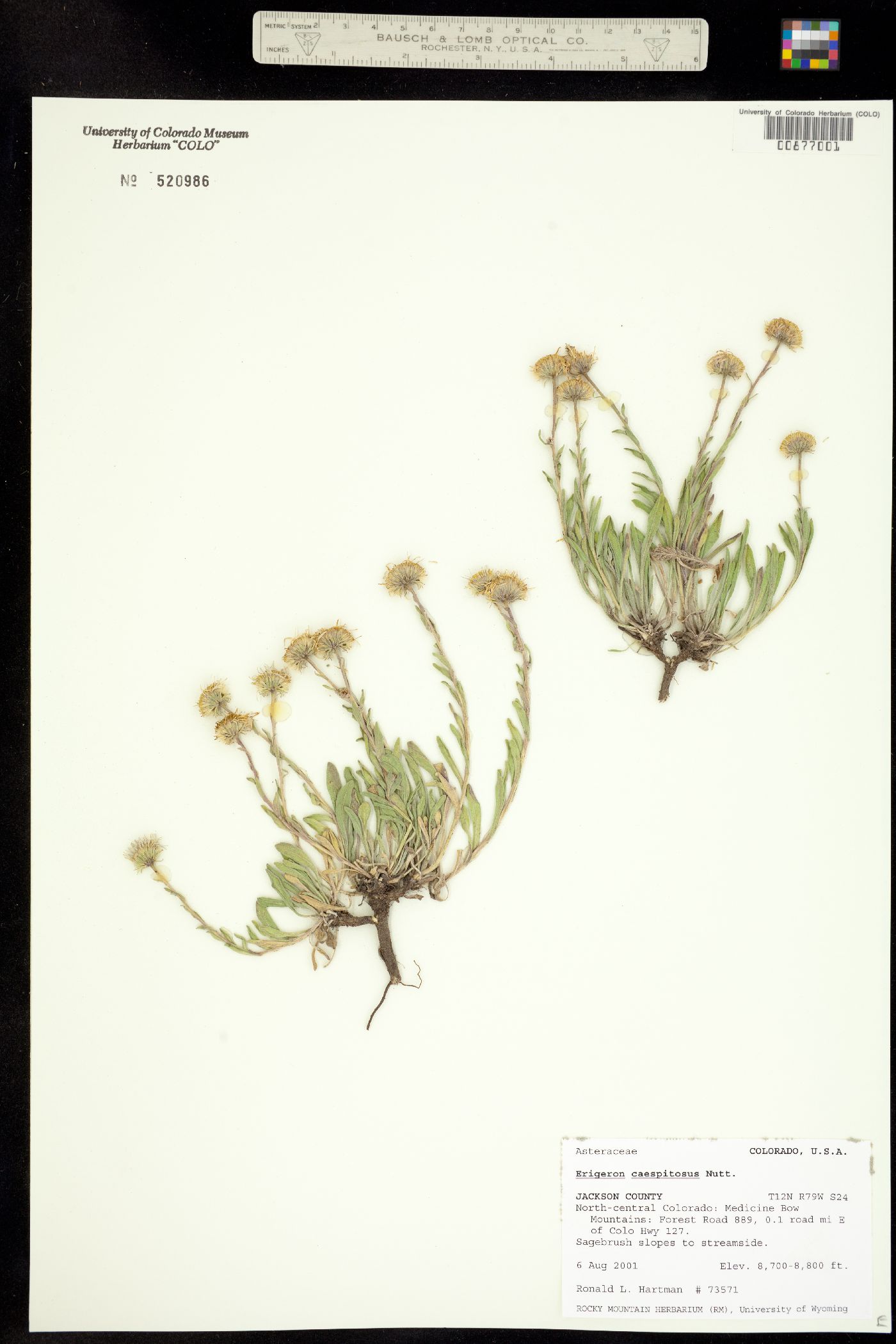 Erigeron caespitosus image