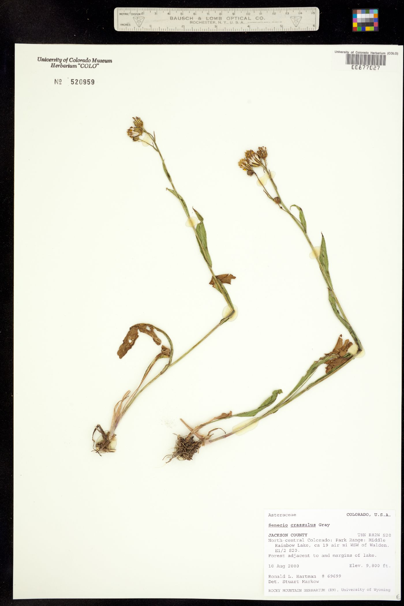 Senecio image