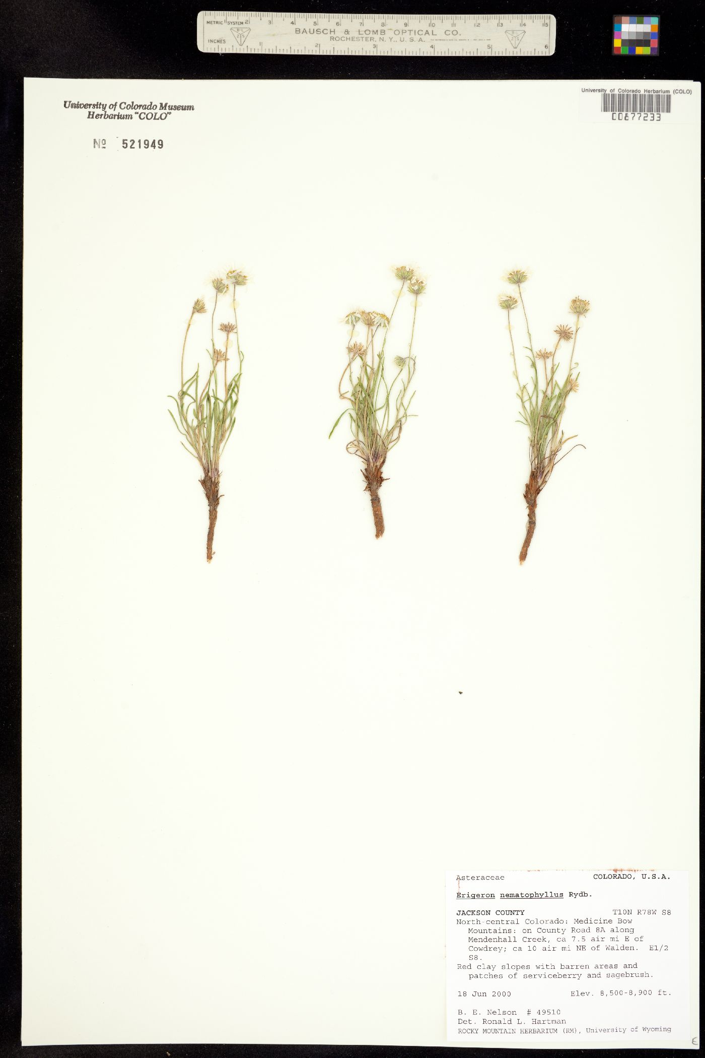 Erigeron nematophyllus image