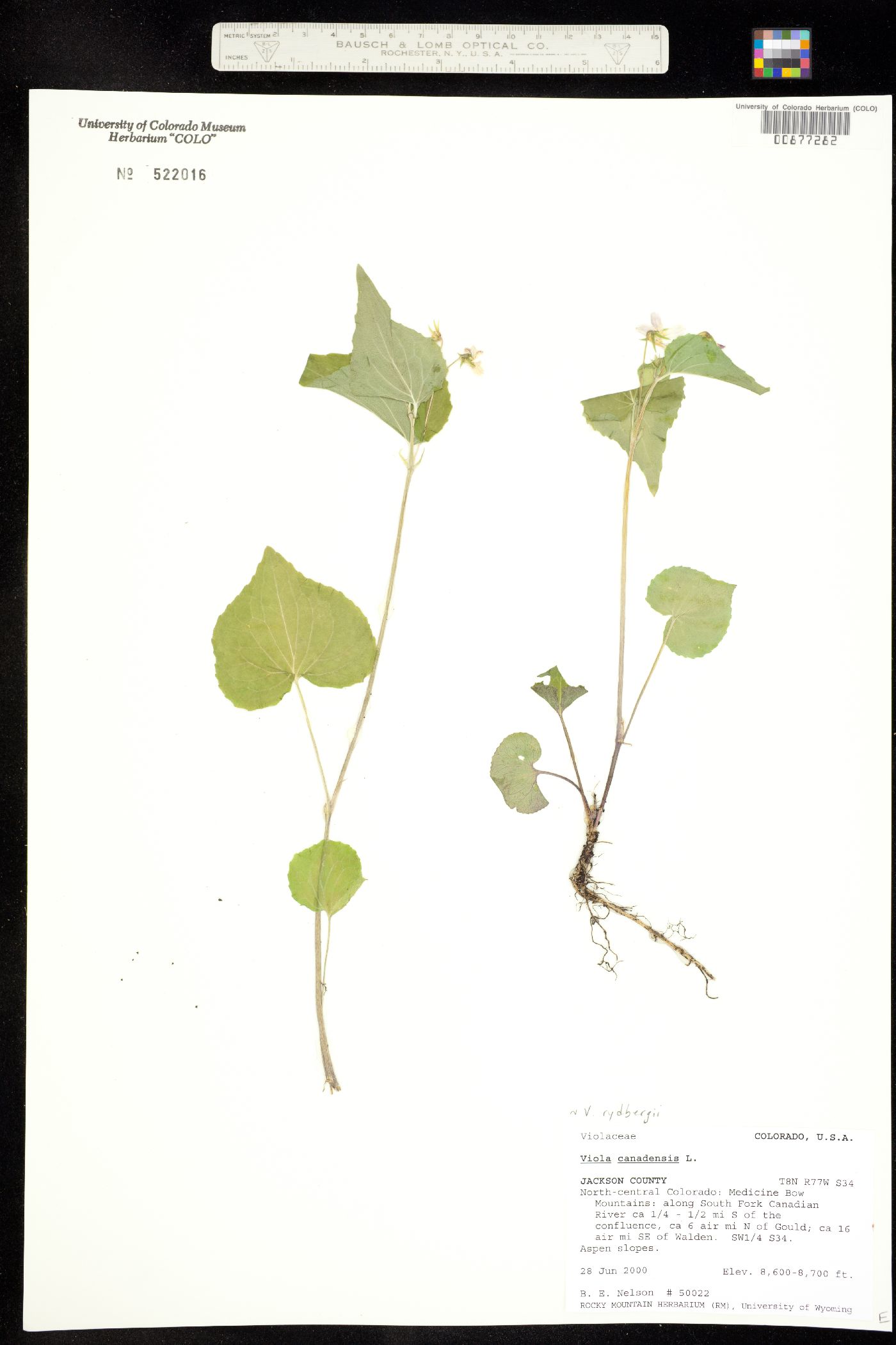University Of Colorado Museum Of Natural History Herbarium Detailed Collection Record Information University Of Colorado Museum Of Natural History Herbarium Detailed Collection Record Information