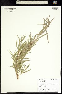 Salix exigua ssp. exigua image