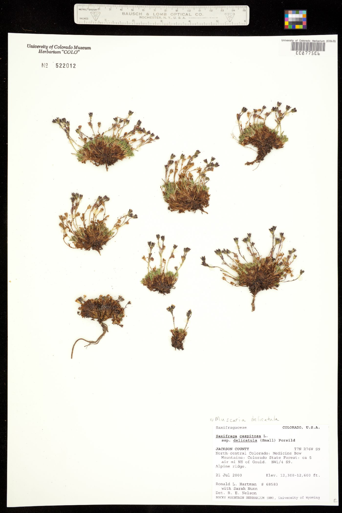 Saxifraga cespitosa image