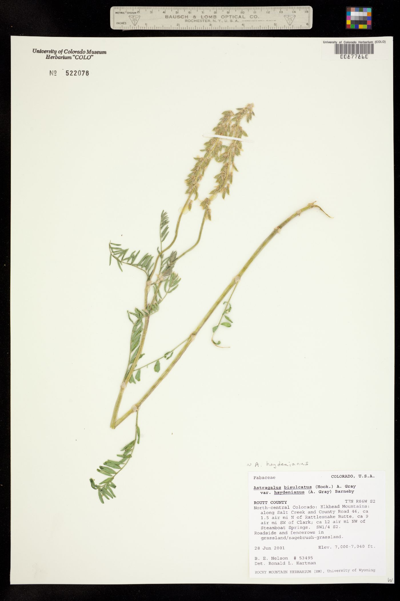 Astragalus bisulcatus image