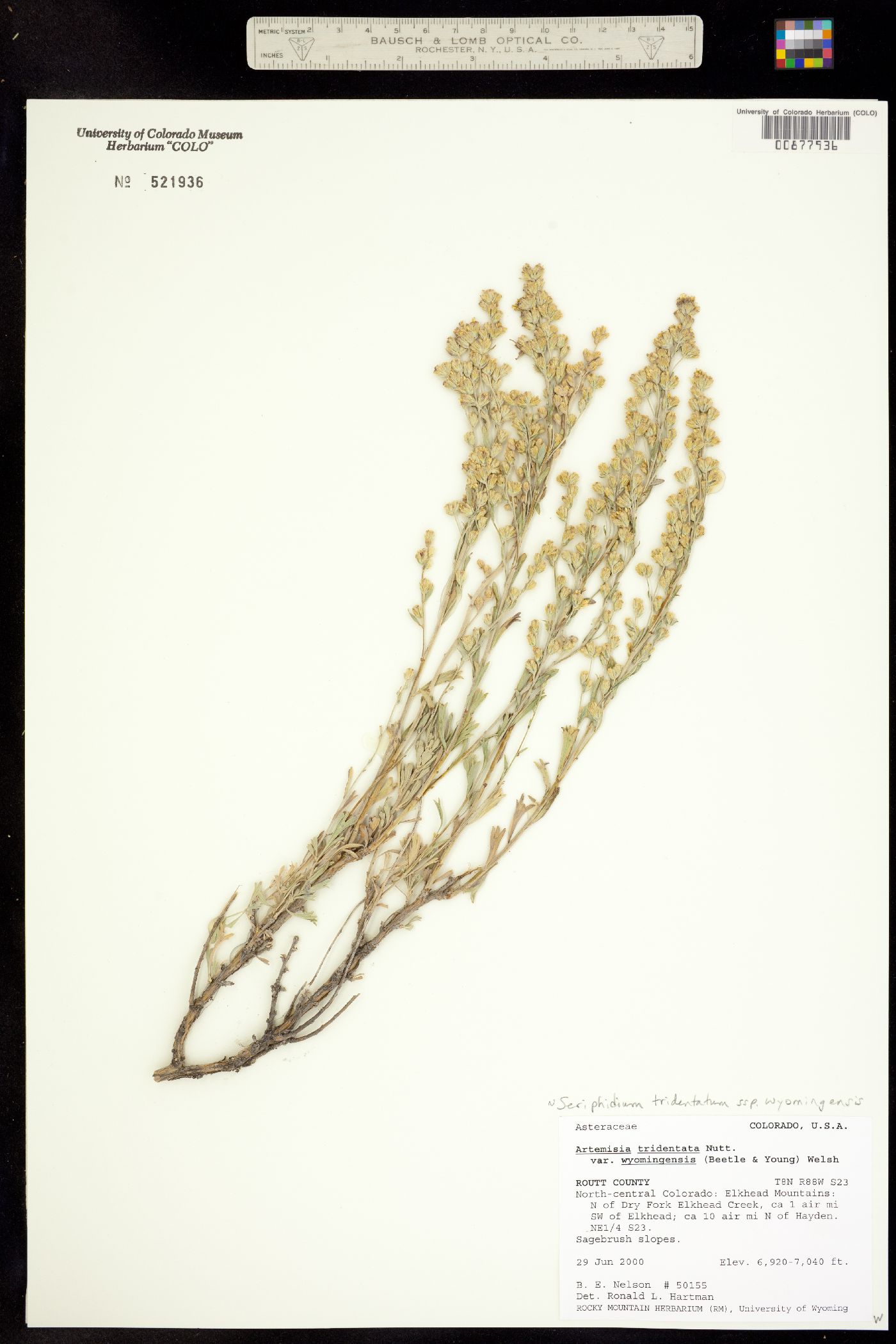 Seriphidium tridentatum ssp. wyomingensis image