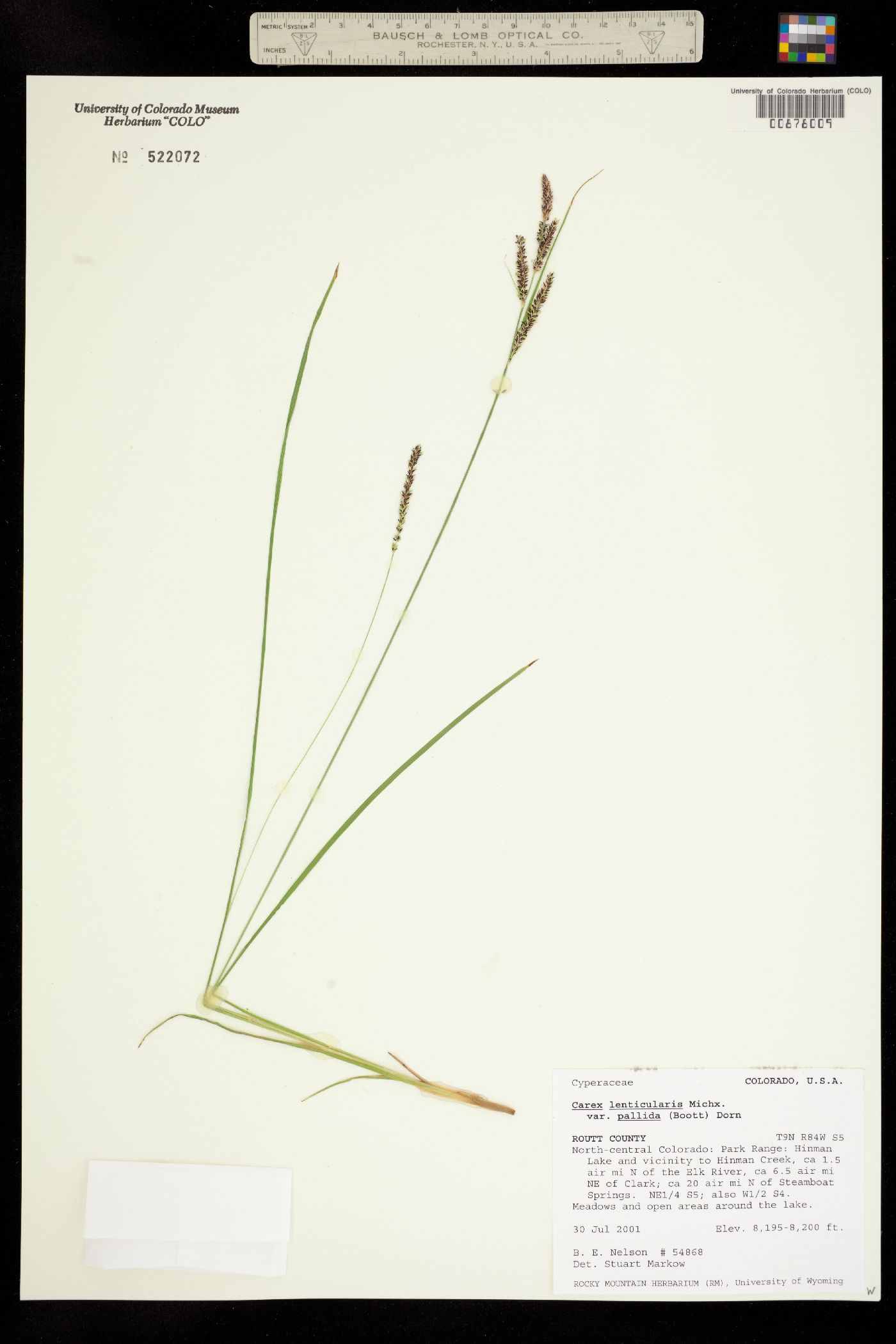 Carex lenticularis var. lipocarpa image