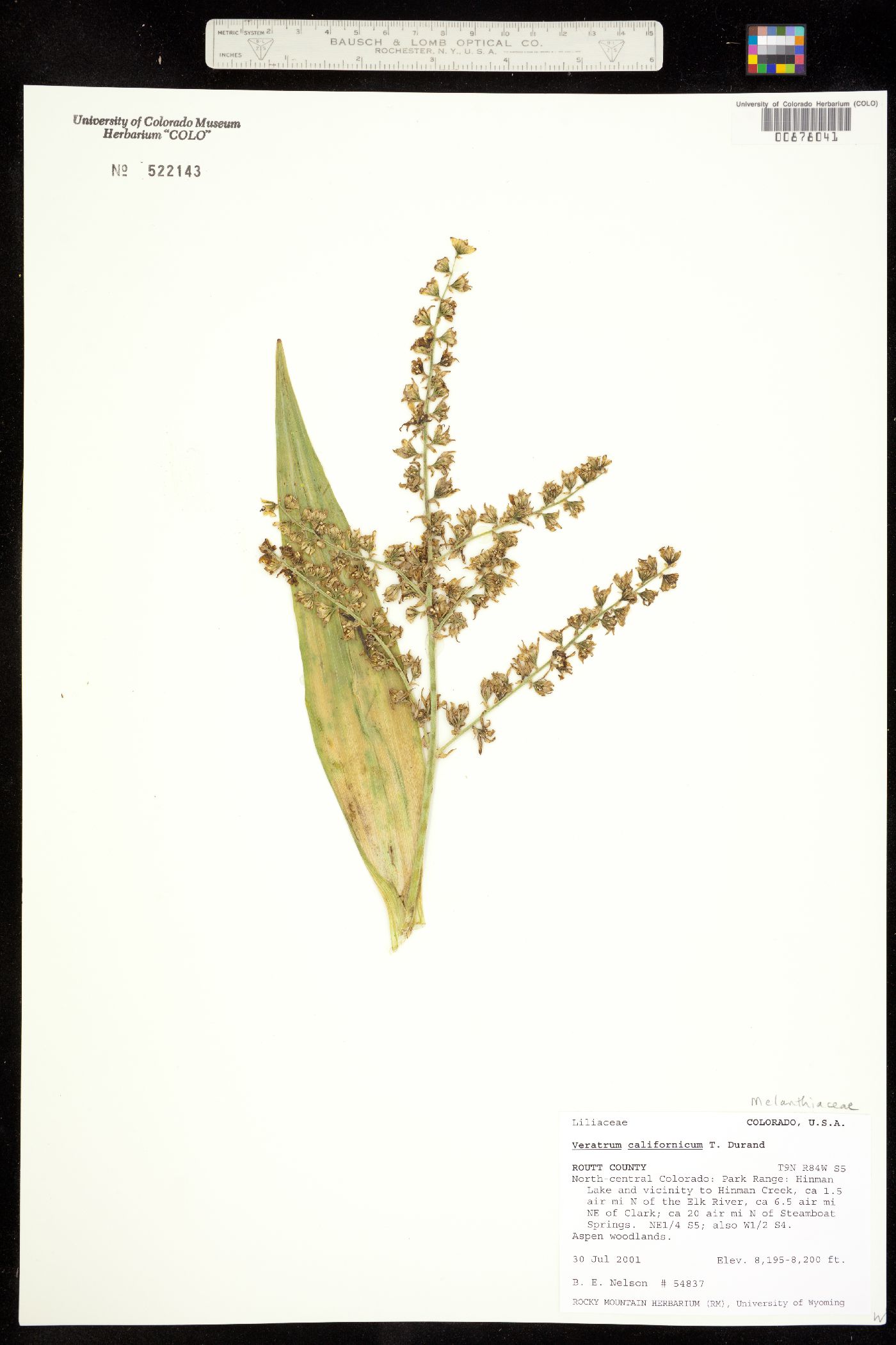 Veratrum tenuipetalum image