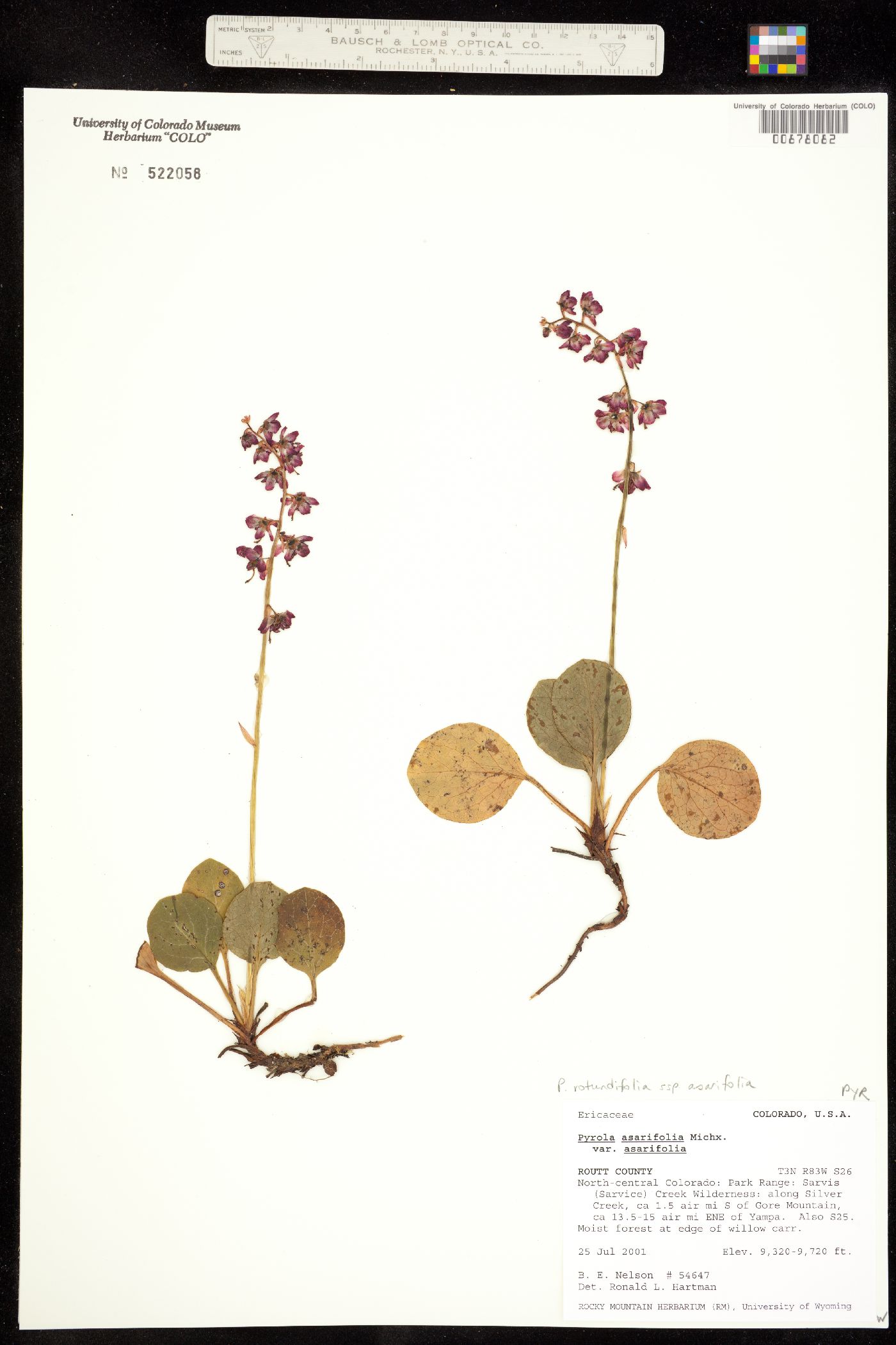 Pyrola asarifolia image