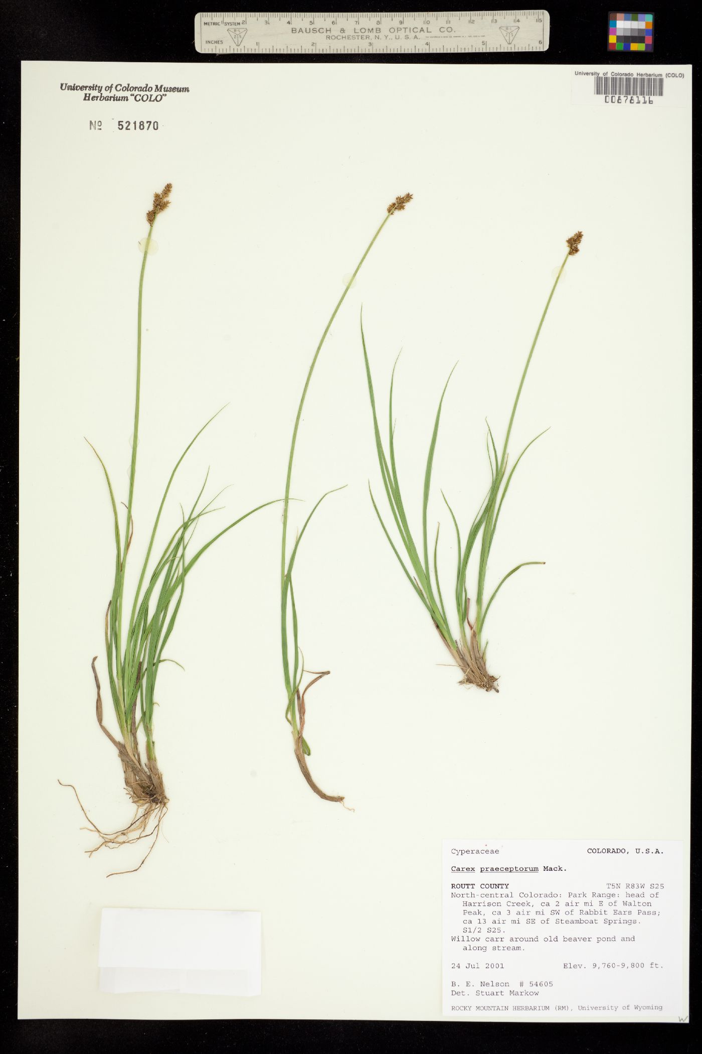 Carex praeceptorum image