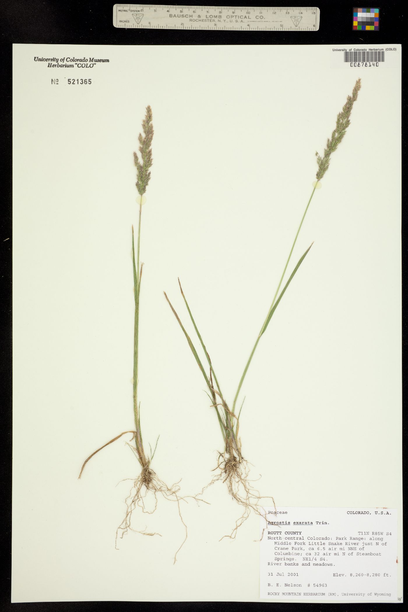 Agrostis exarata image