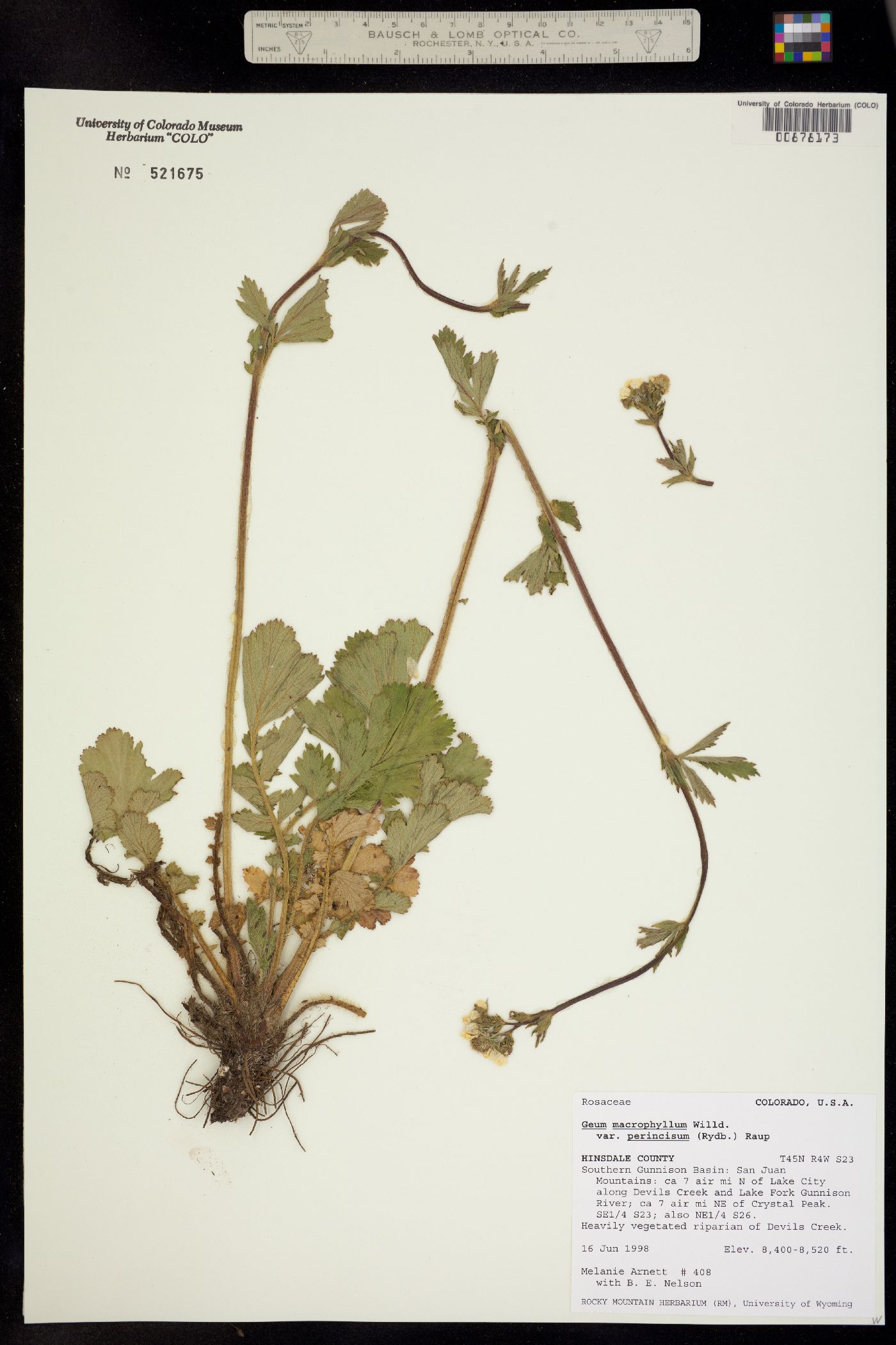 Geum macrophyllum var. perincisum image