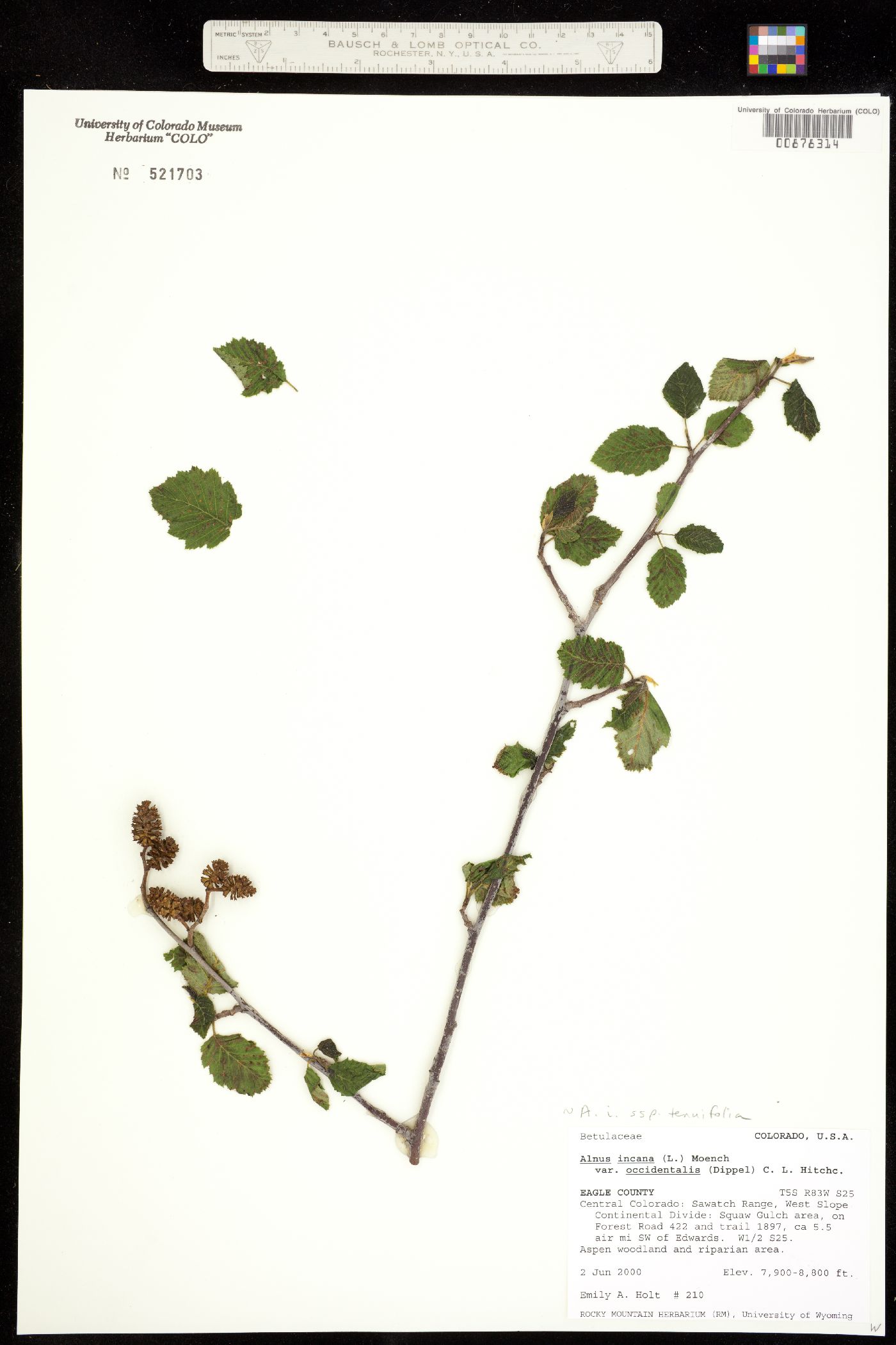 Alnus image
