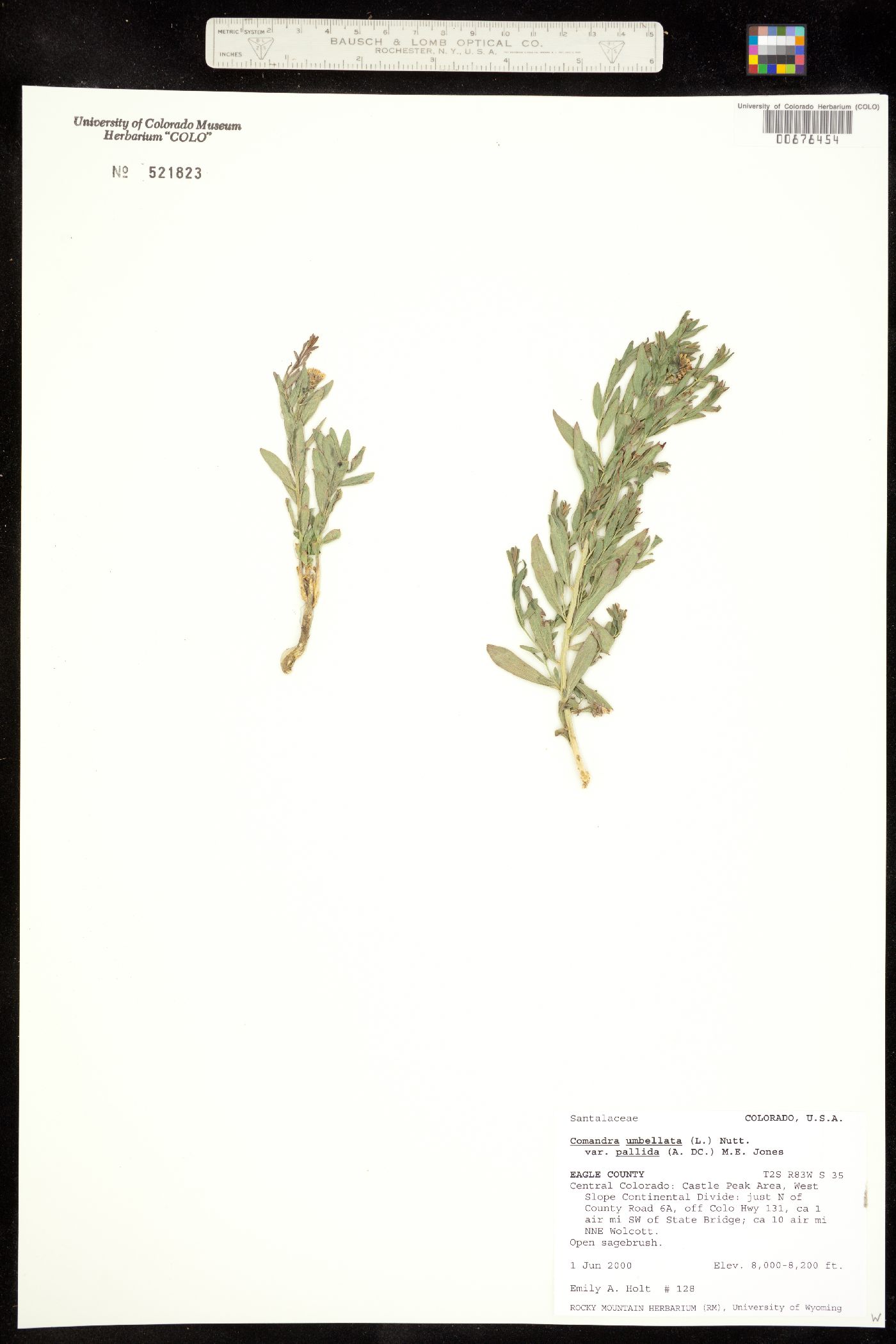 Comandra umbellata ssp. pallida image
